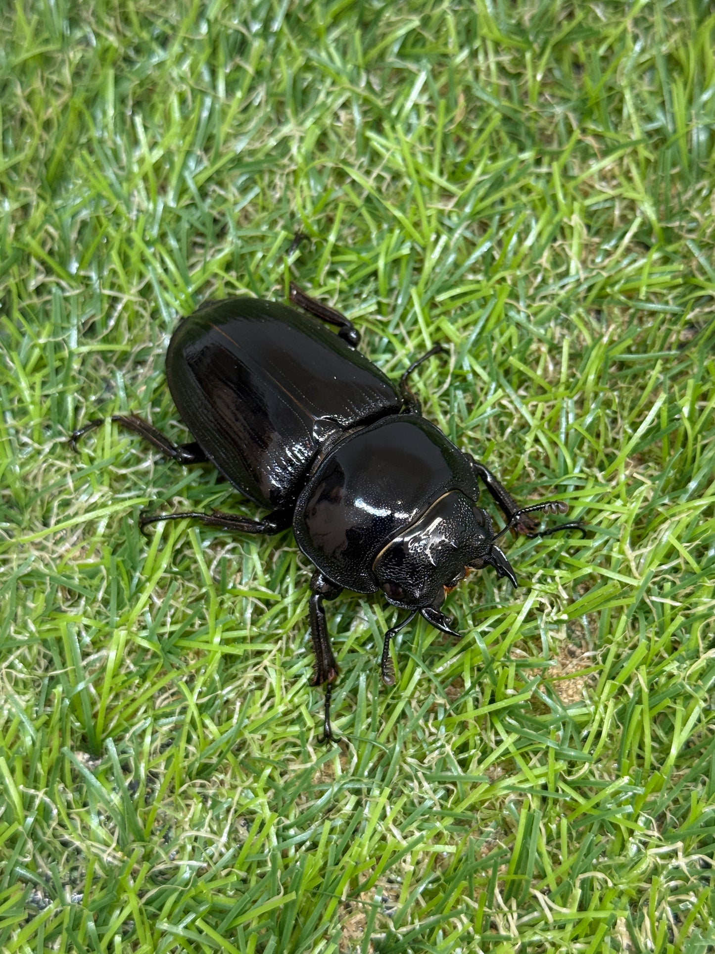グランディスオオクワガタ　♂74.5mm成虫ペア