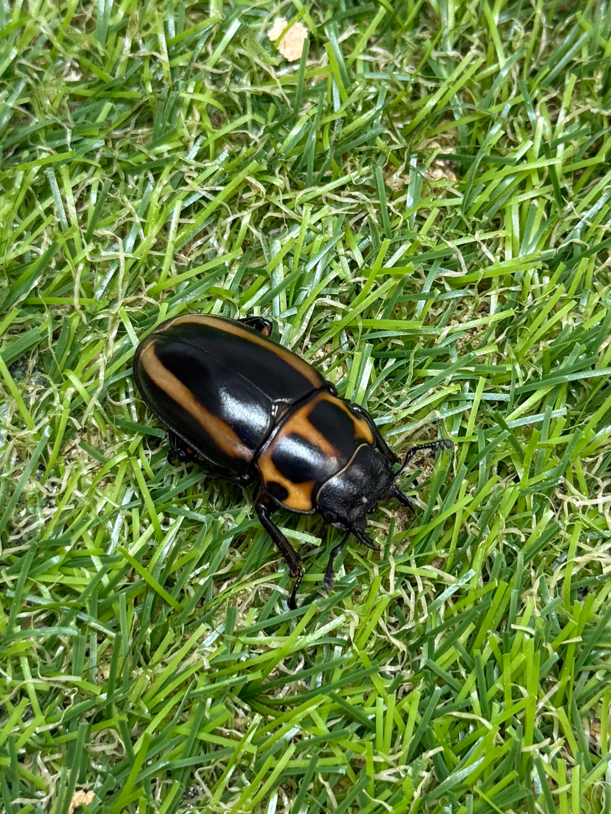 メンガタメリークワガタ　♂51mm成虫ペア