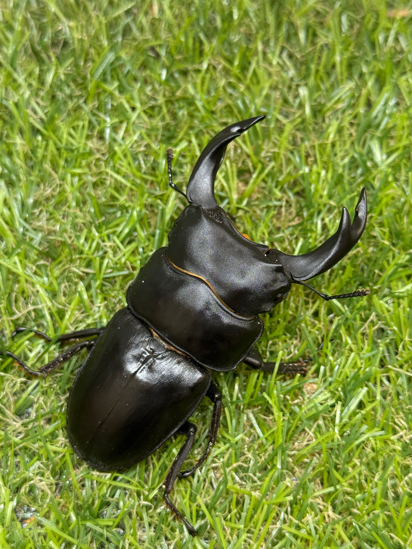 オオクワガタ　奈良輪川西　♂79mm成虫ペア