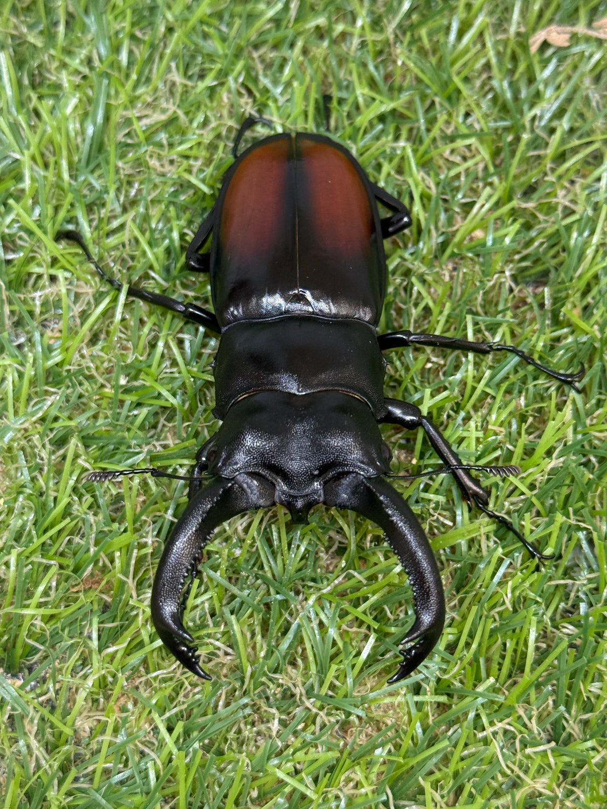 サヌチフタマタクワガタ　♂73.5mm成虫ペア