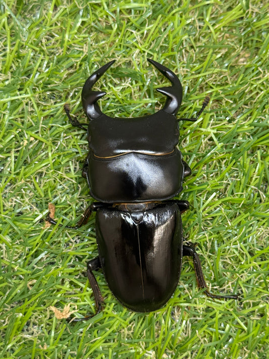 グランディスオオクワガタ　♂72mm単品