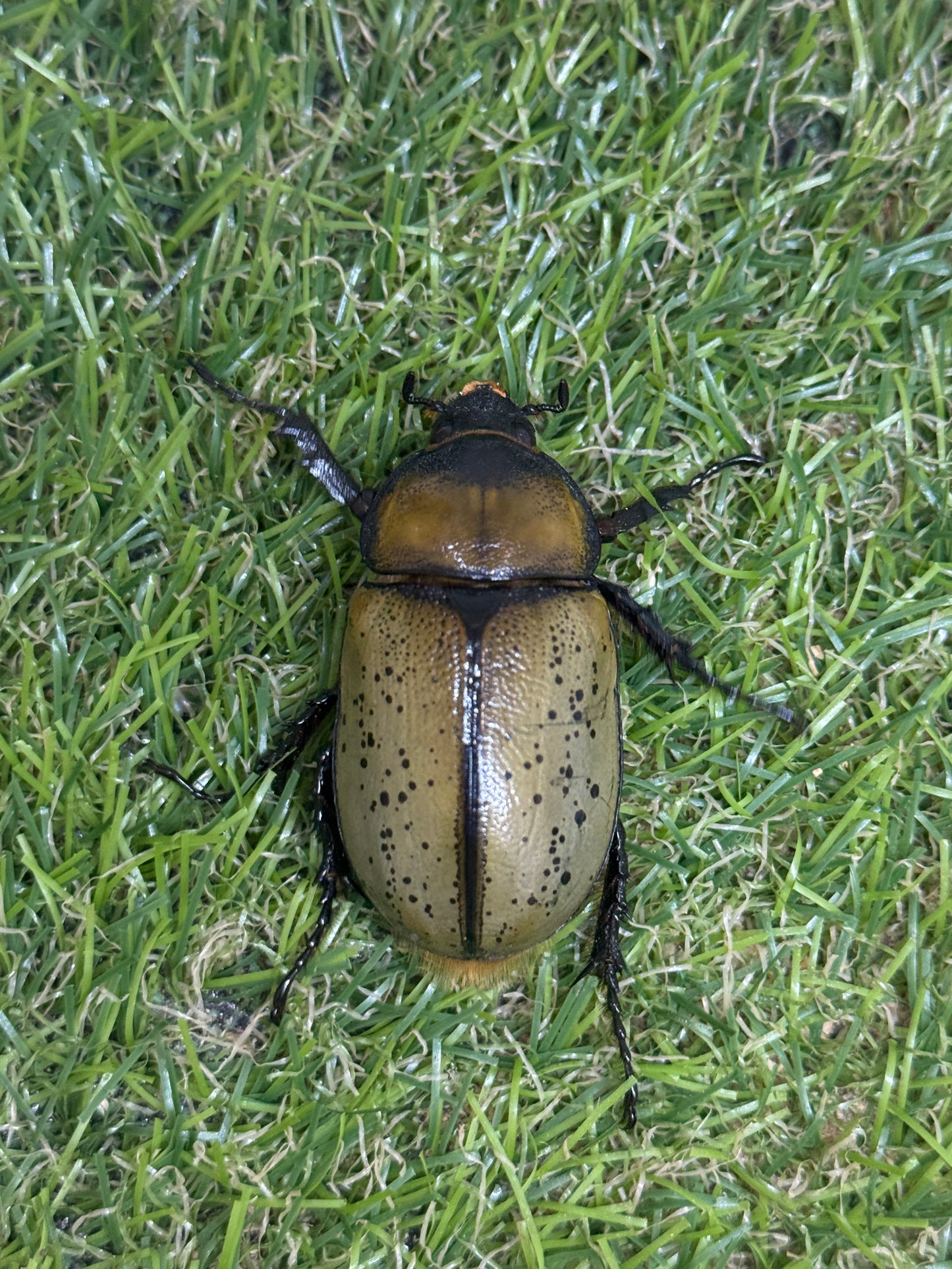 ティティウスシロカブト　♂59mm成虫ペア