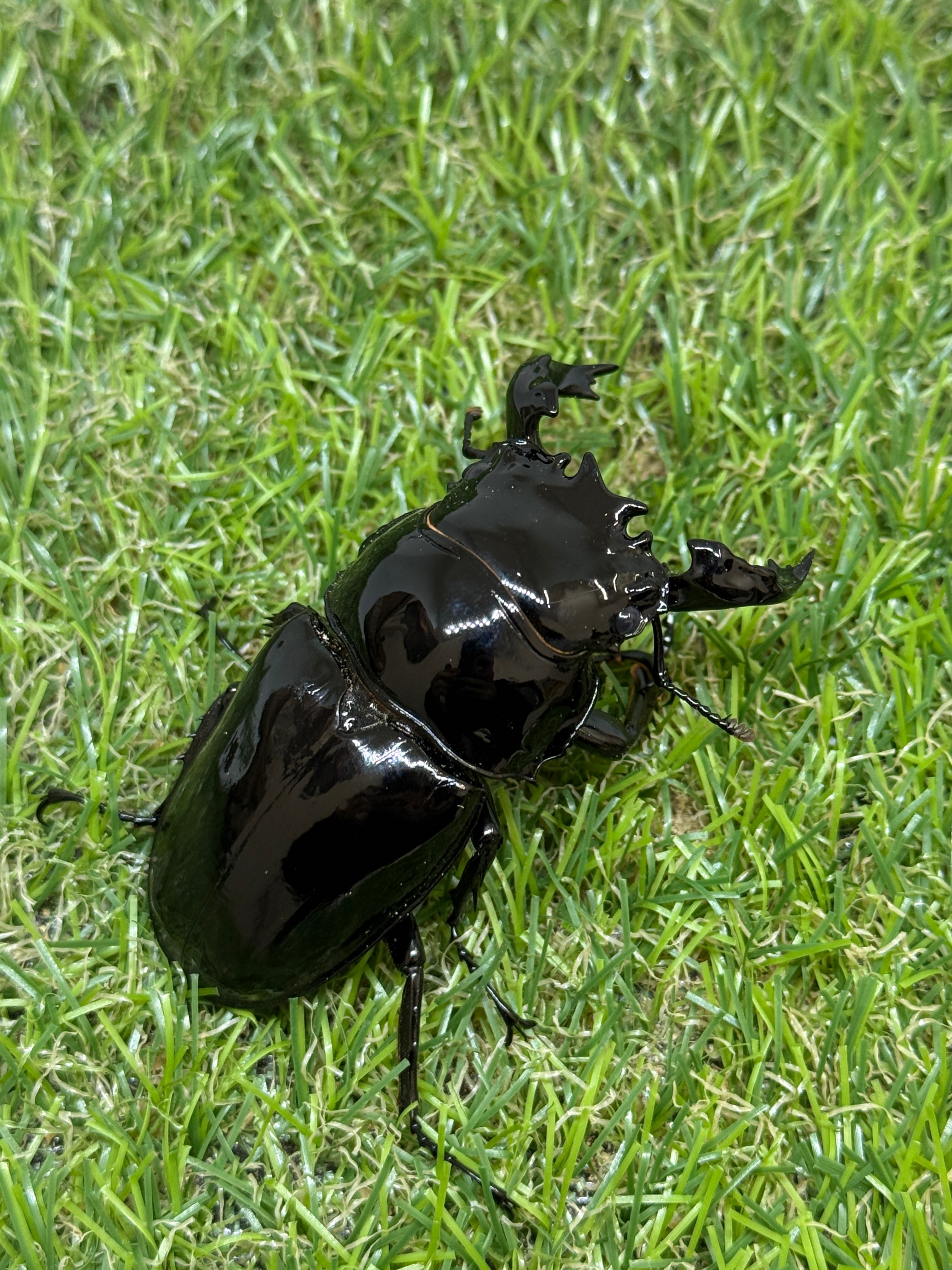 タランドゥスオオツヤクワガタ ♂73mm成虫ペア – 昆虫ショップNexus タランドゥスオオツヤクワガタ ♂73mm成虫ペア – 昆虫ショップNexus