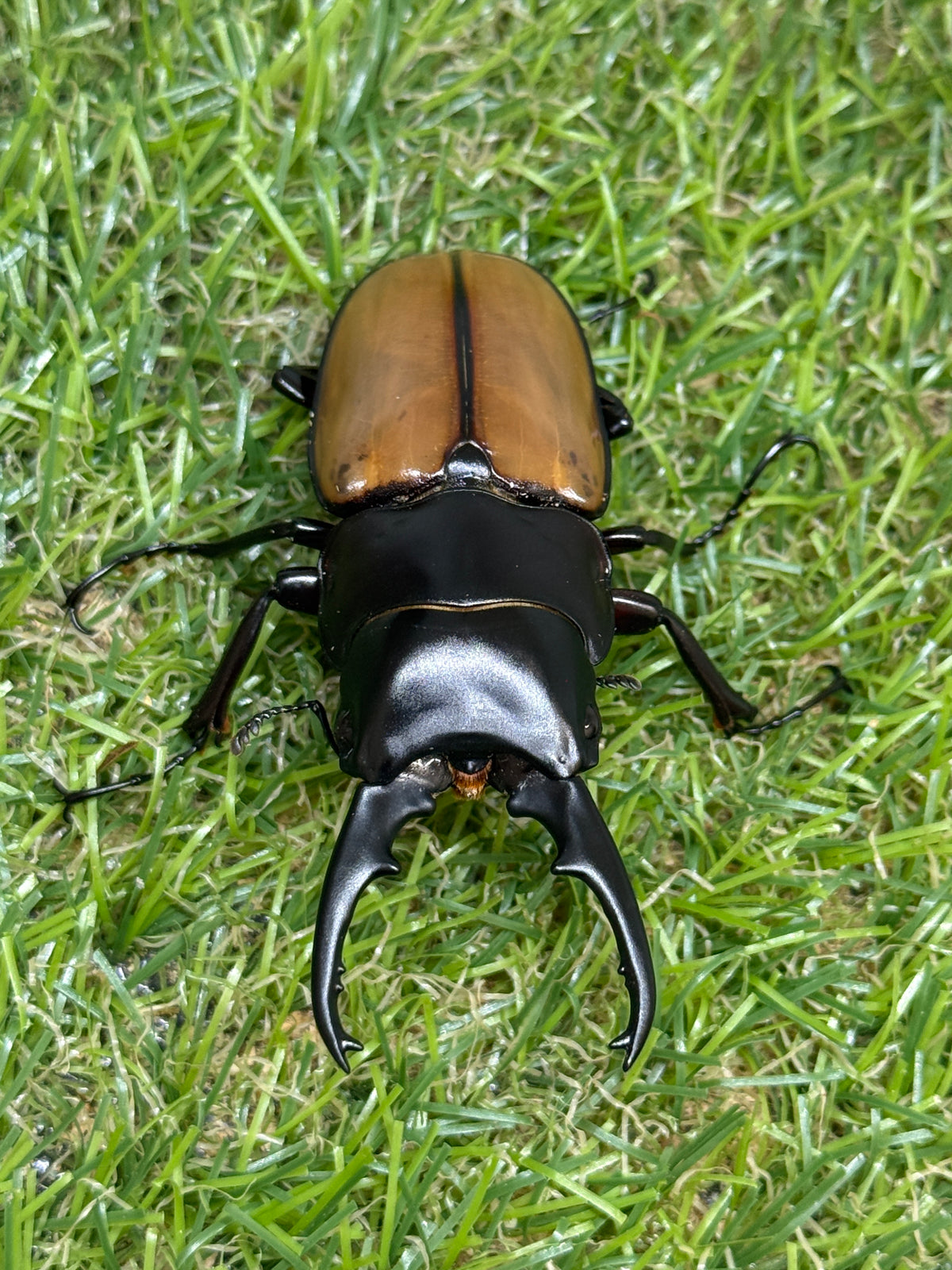 ラフェルトノコギリクワガタ　♂67mm成虫ペア