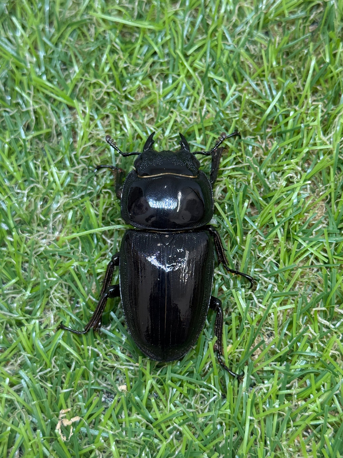グランディスオオクワガタ　♂66.5mm成虫ペア