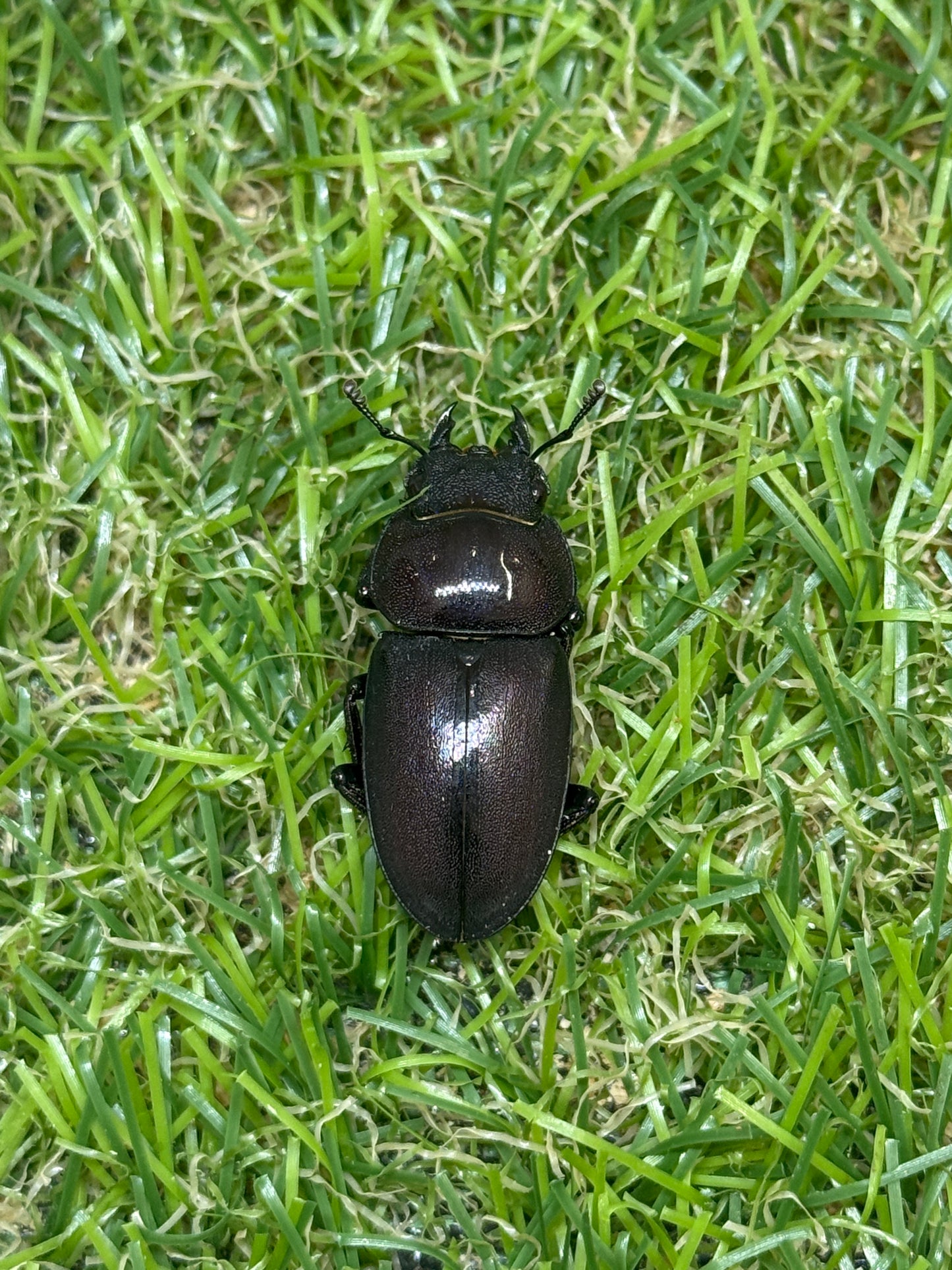 ヤクシマコクワガタ　♂42mm成虫ペア