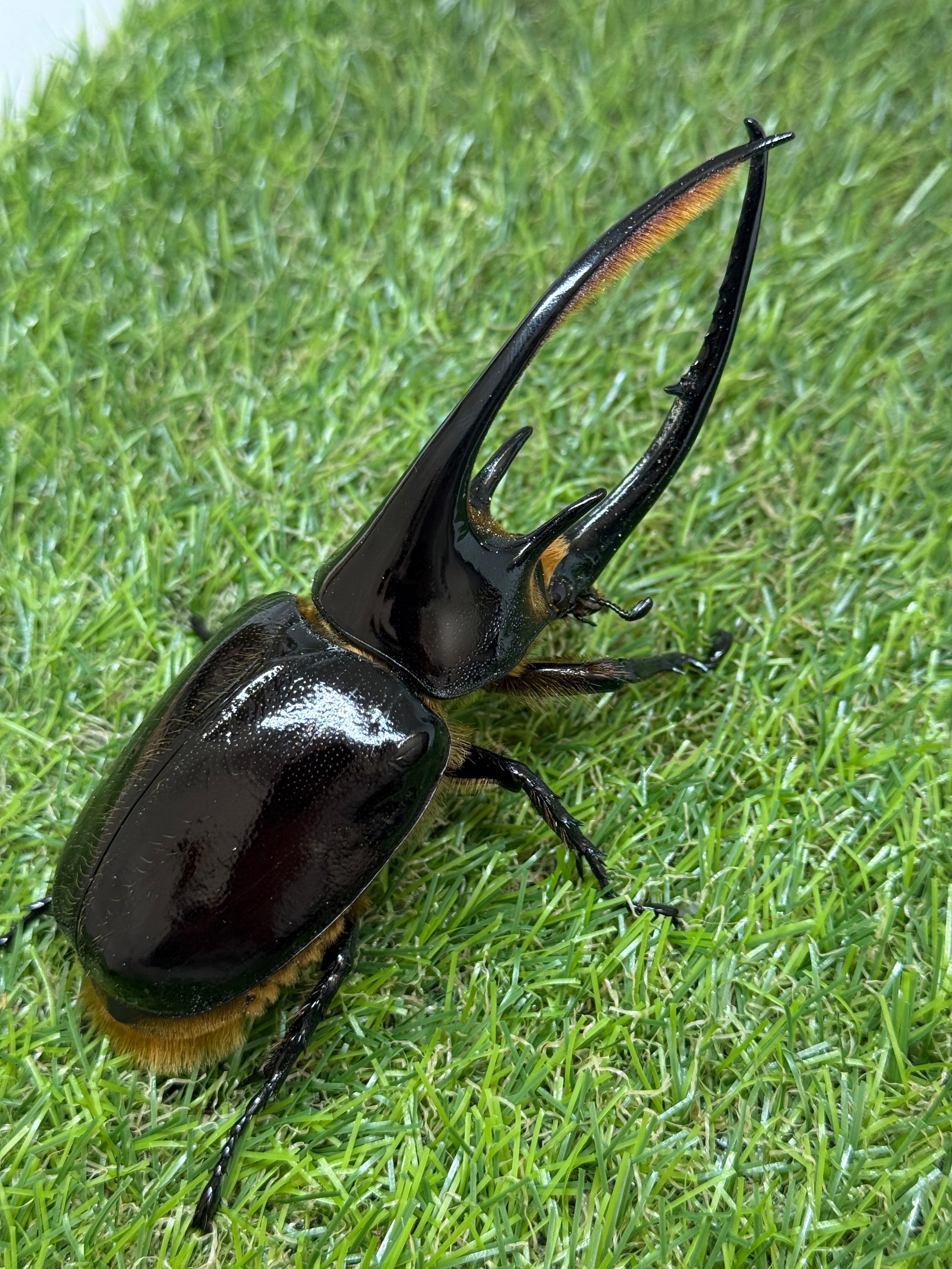 ネプチューンオオカブト　♂123mm成虫ペア