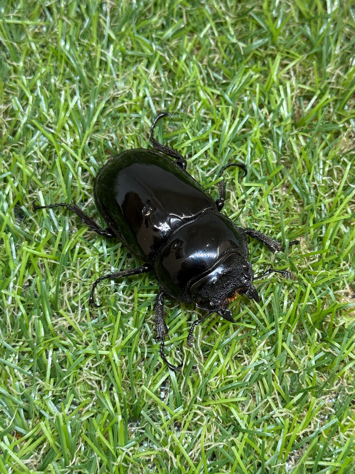 タランドゥスオオツヤクワガタ　♂64.5mm成虫ペア