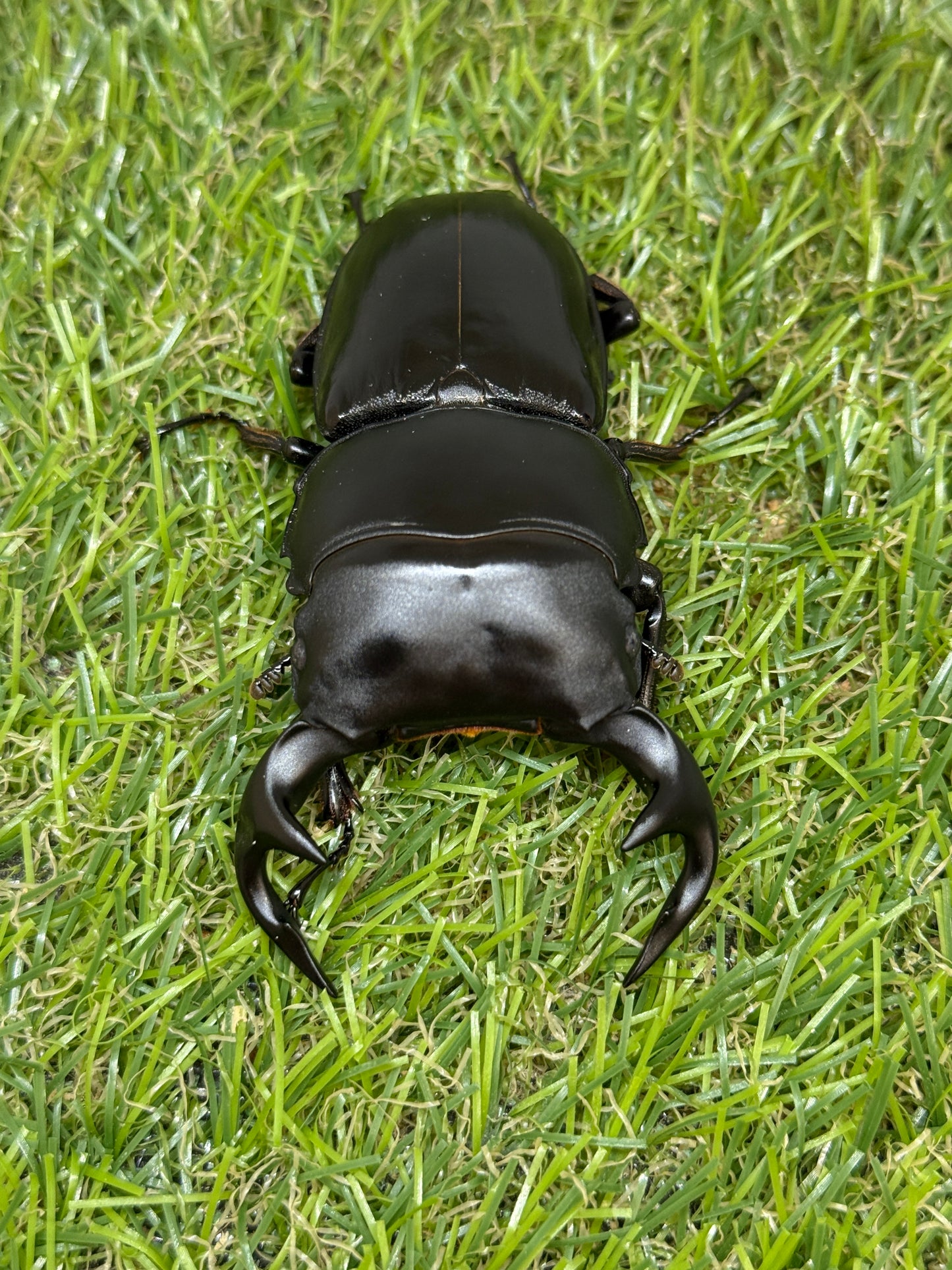 グランディスオオクワガタ　♂81.4mm成虫ペア