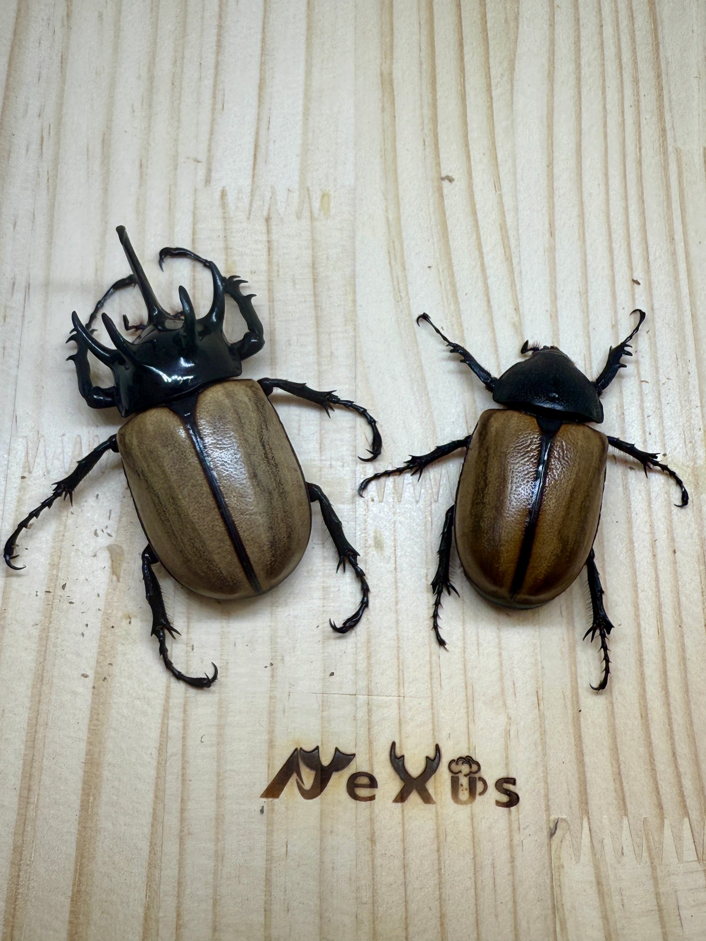 ゴホンヅノカブトWD　♂75mm成虫ペア