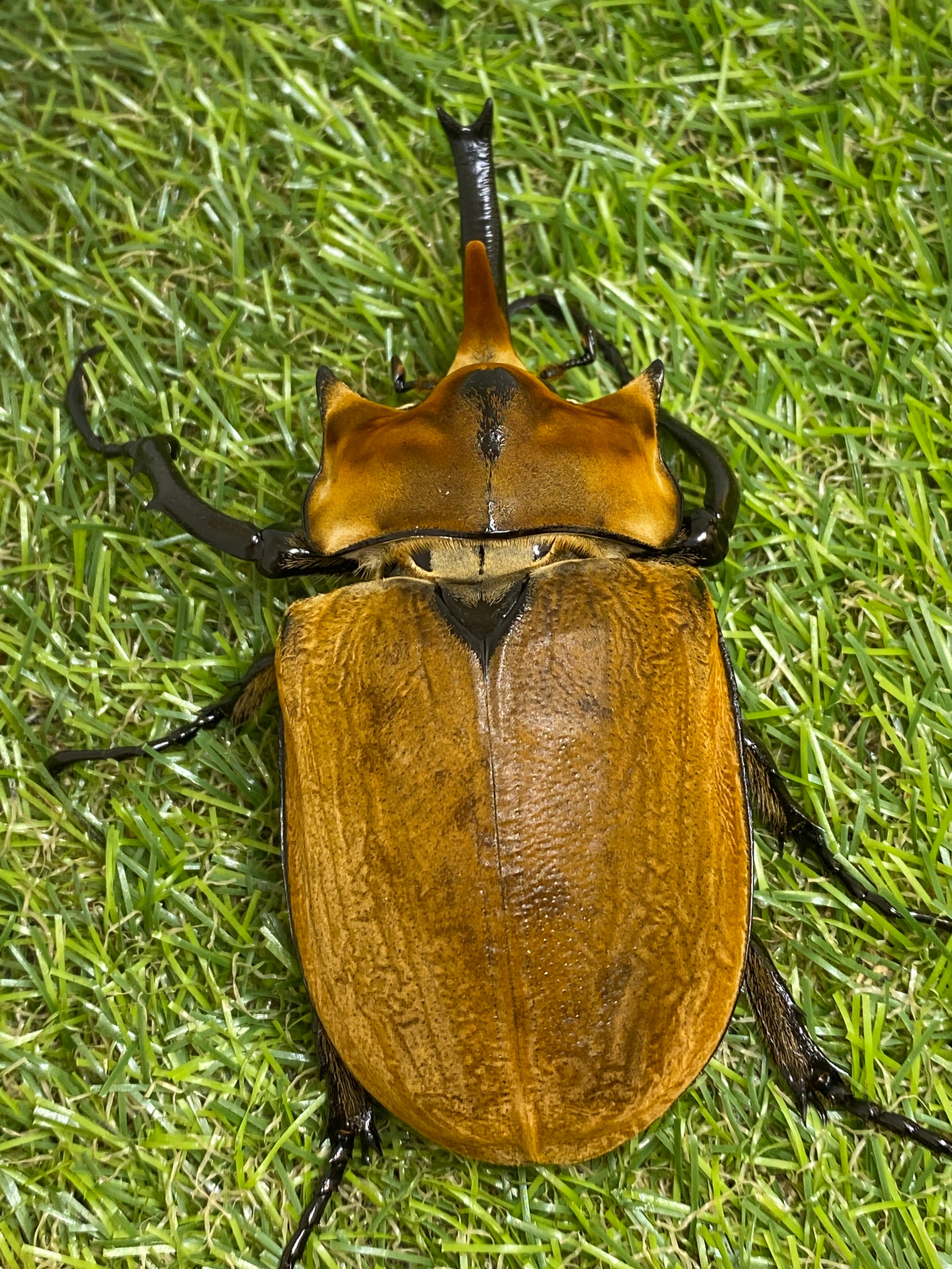 エレファスゾウカブト ♂100mm 成虫ペア – 昆虫ショップNexus