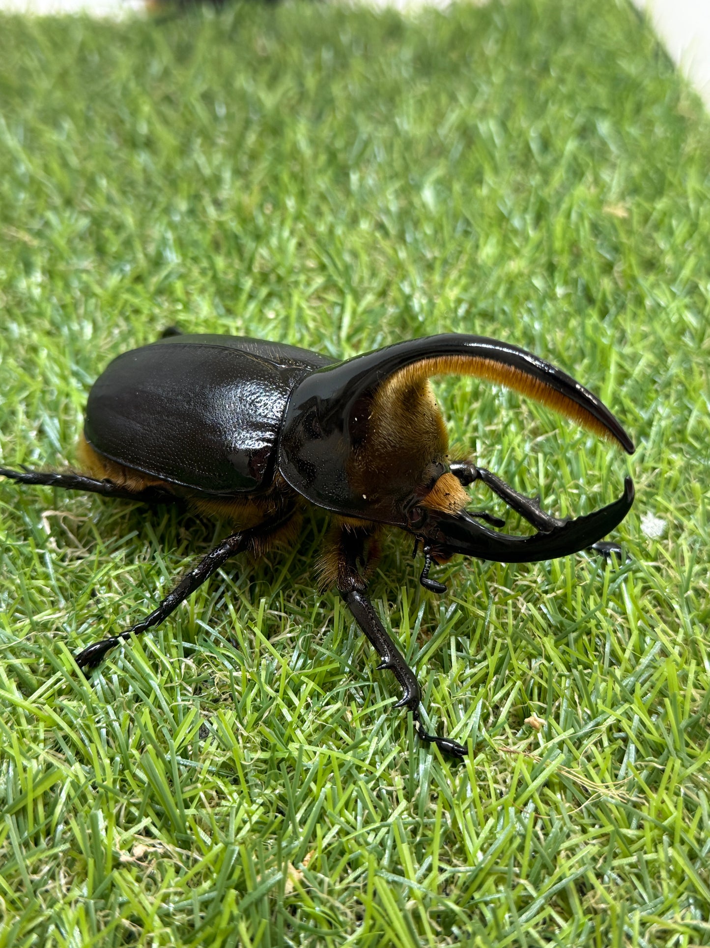 サタンオオカブト　♂92.5mm成虫ペア
