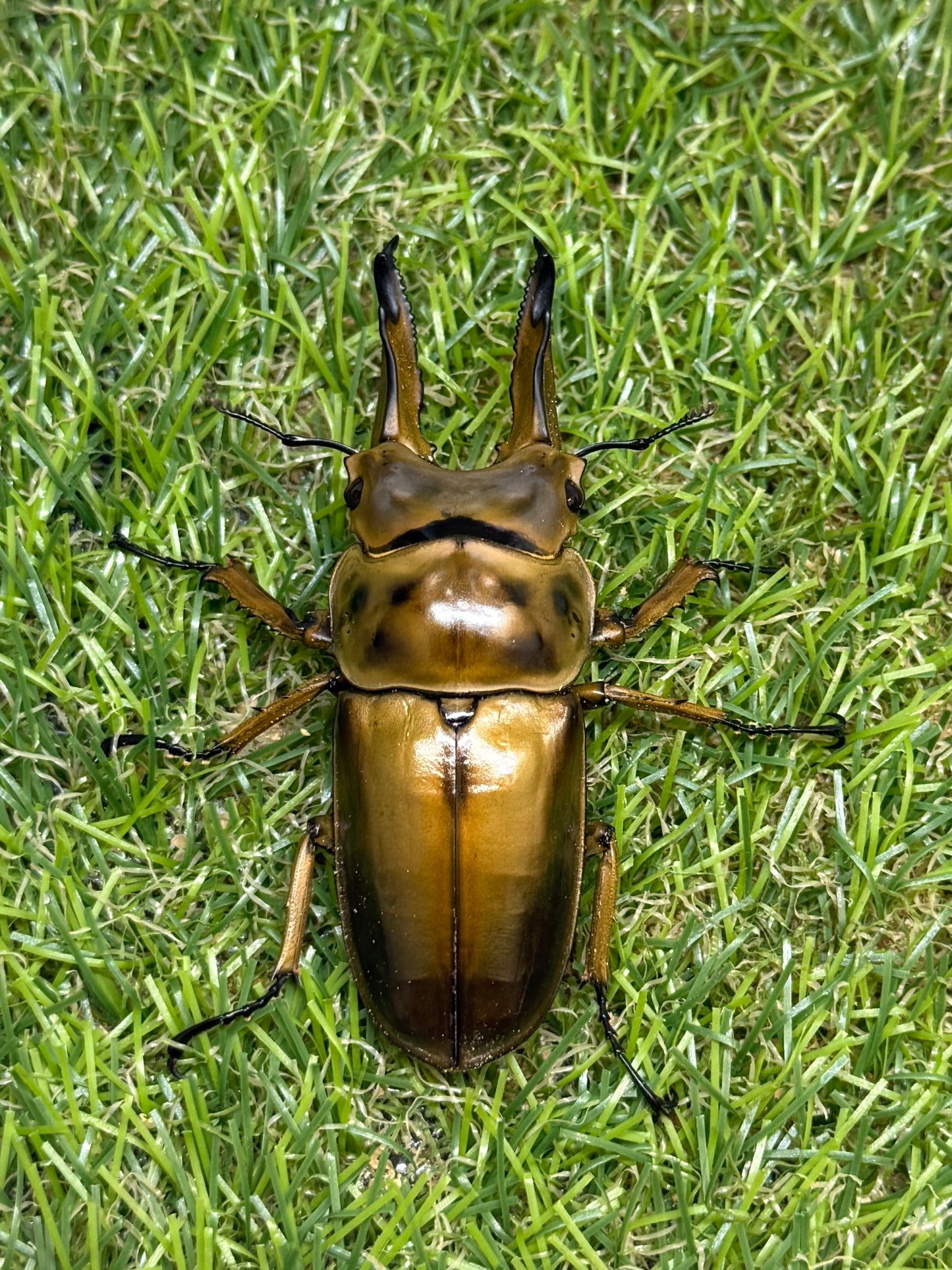ババオウゴンオニクワガタ　♂69mm成虫ペア