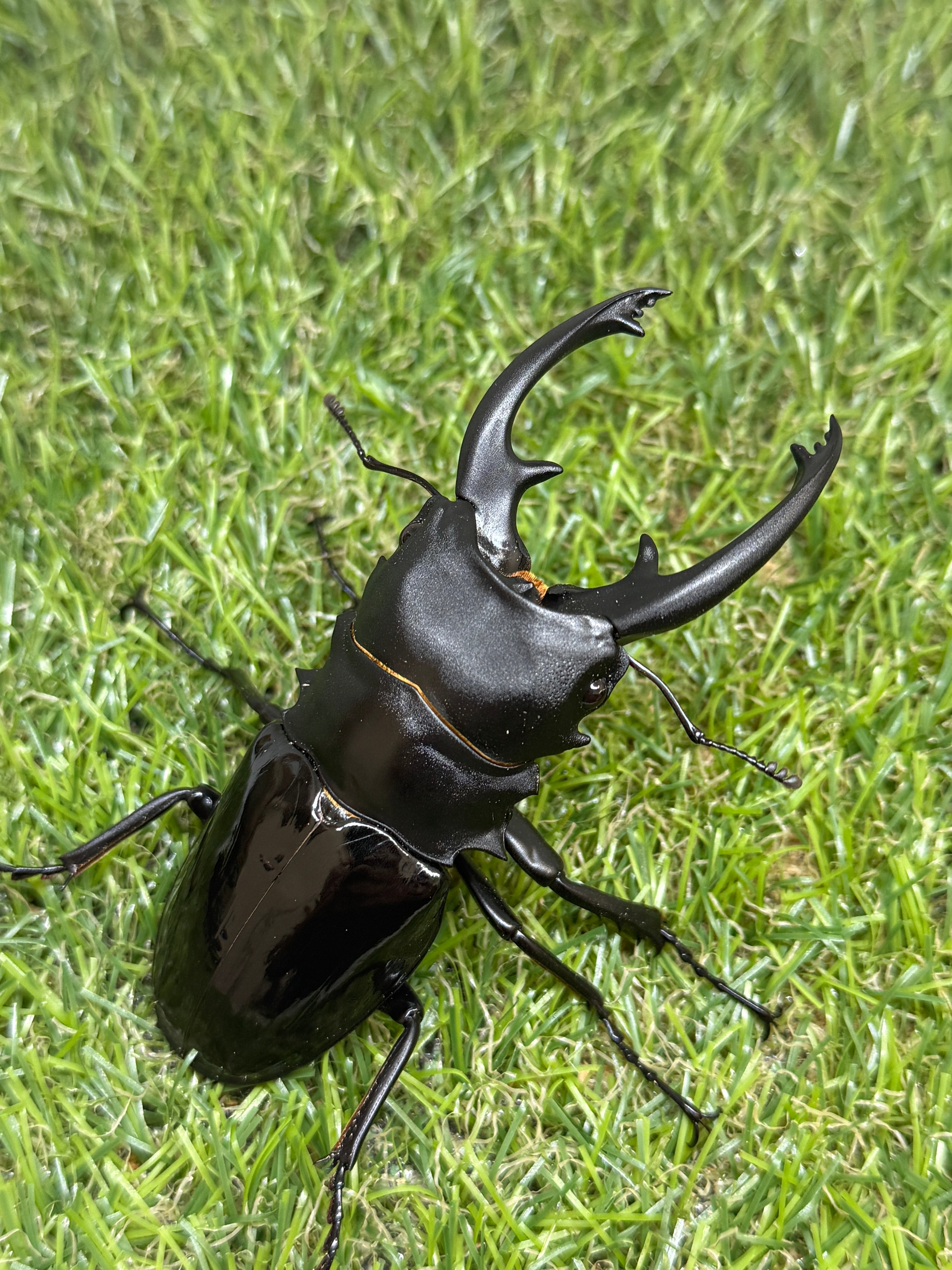 インターメディアツヤクワガタ ♂93.6mm成虫ペア – 昆虫ショップNexus