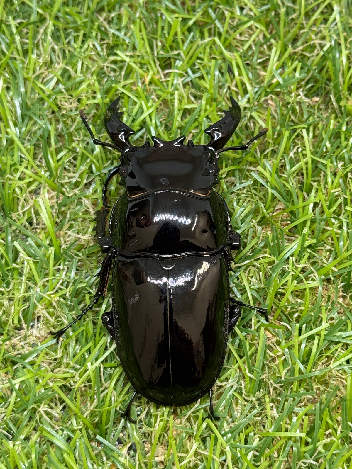 レギウスオオツヤクワガタ　♂66mm成虫ペア