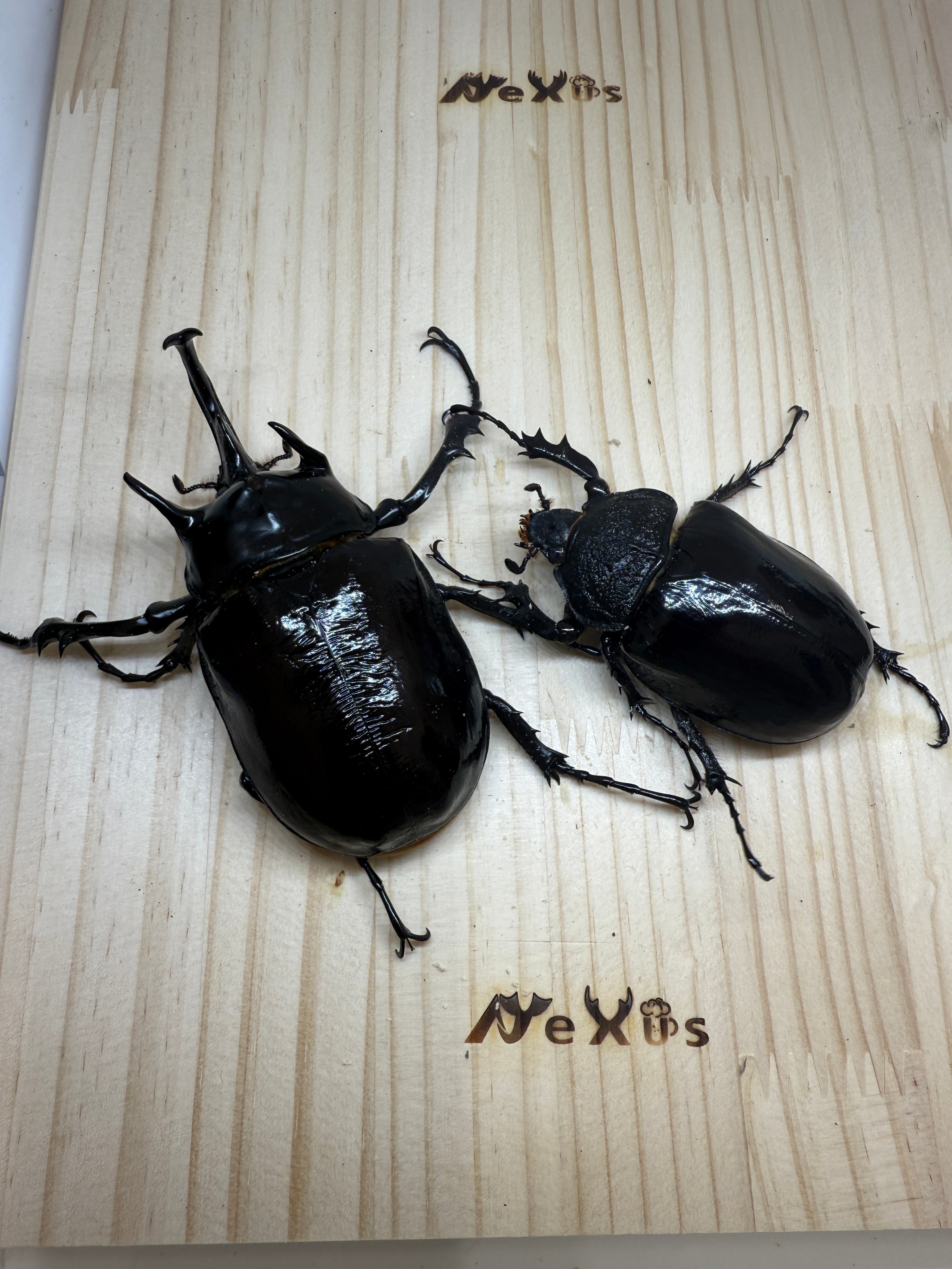 マルスゾウカブト ♂106mm成虫ペア – 昆虫ショップNexus