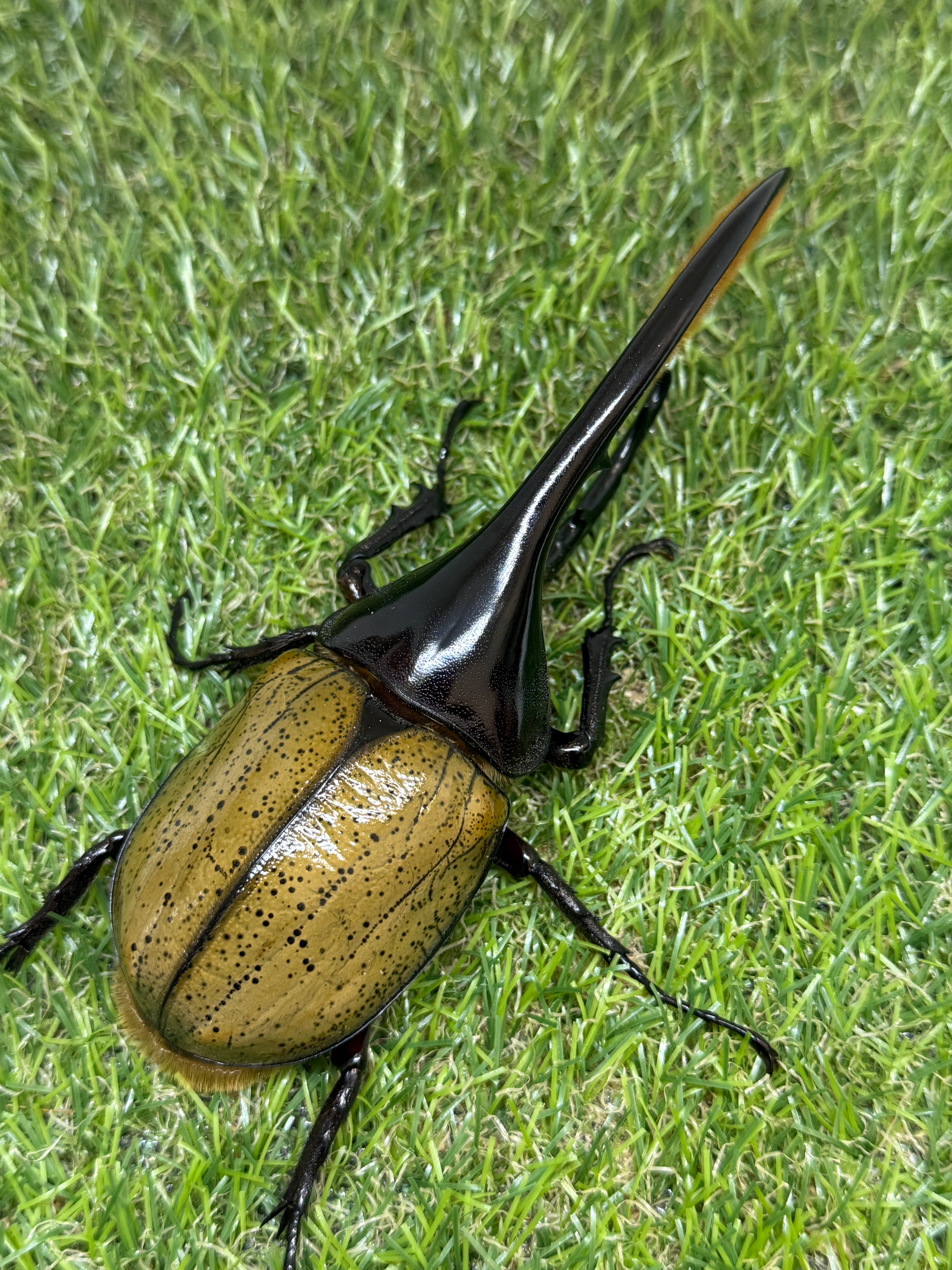 DHヘラクレス ペア ♂140mm ♀70mm ヘラクレスオオカブト