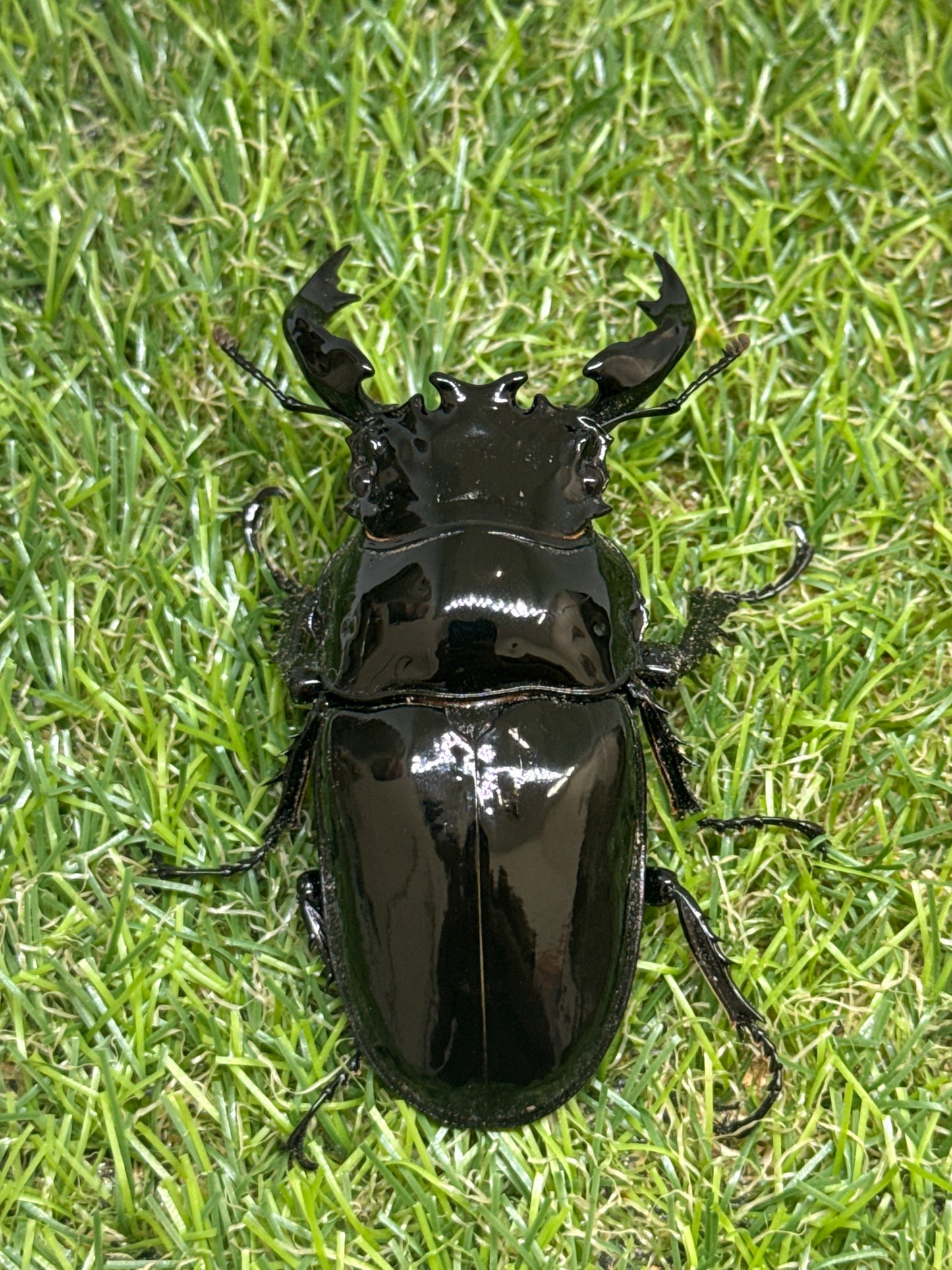 タランドゥスオオツヤクワガタ　♂81mm成虫ペア