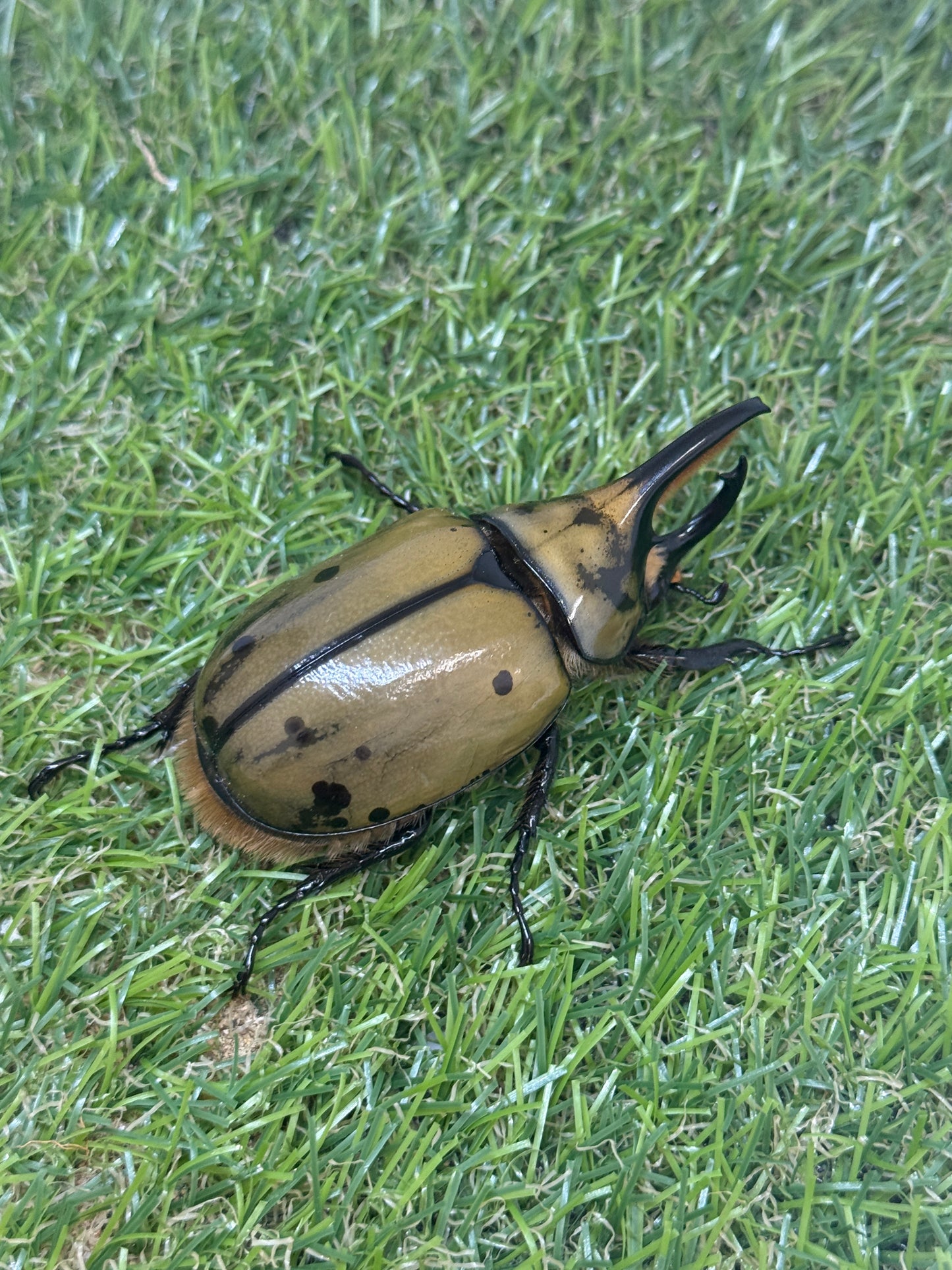 ヒルスシロカブト（ミヤシタシロカブト）　♂67.9mm成虫ペア