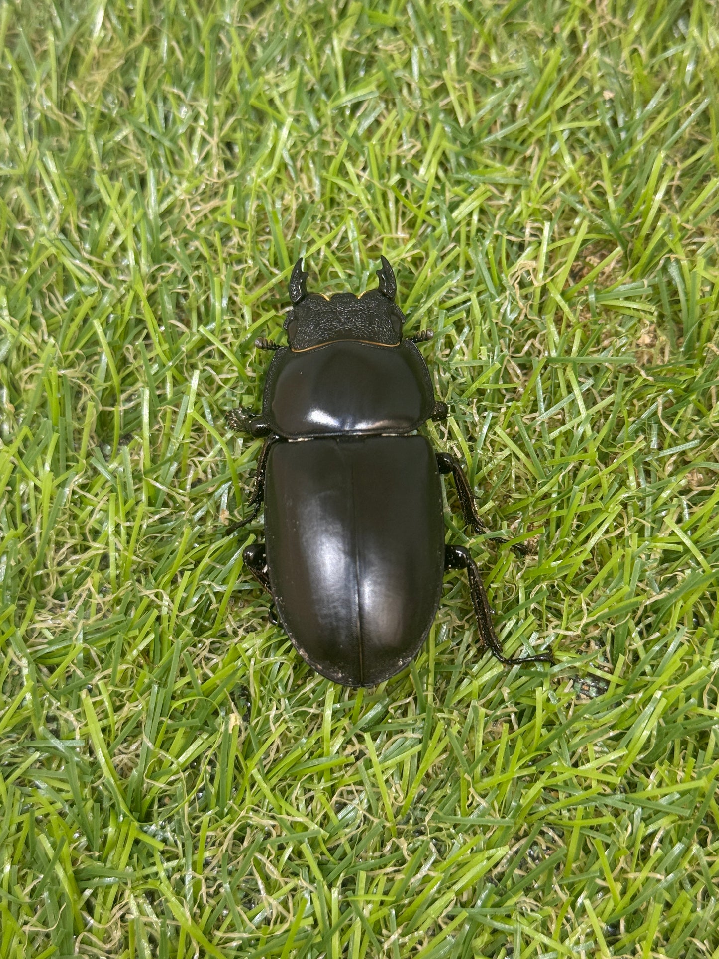 インドアンタエウスオオクワガタ　♂73.3mm成虫ペア