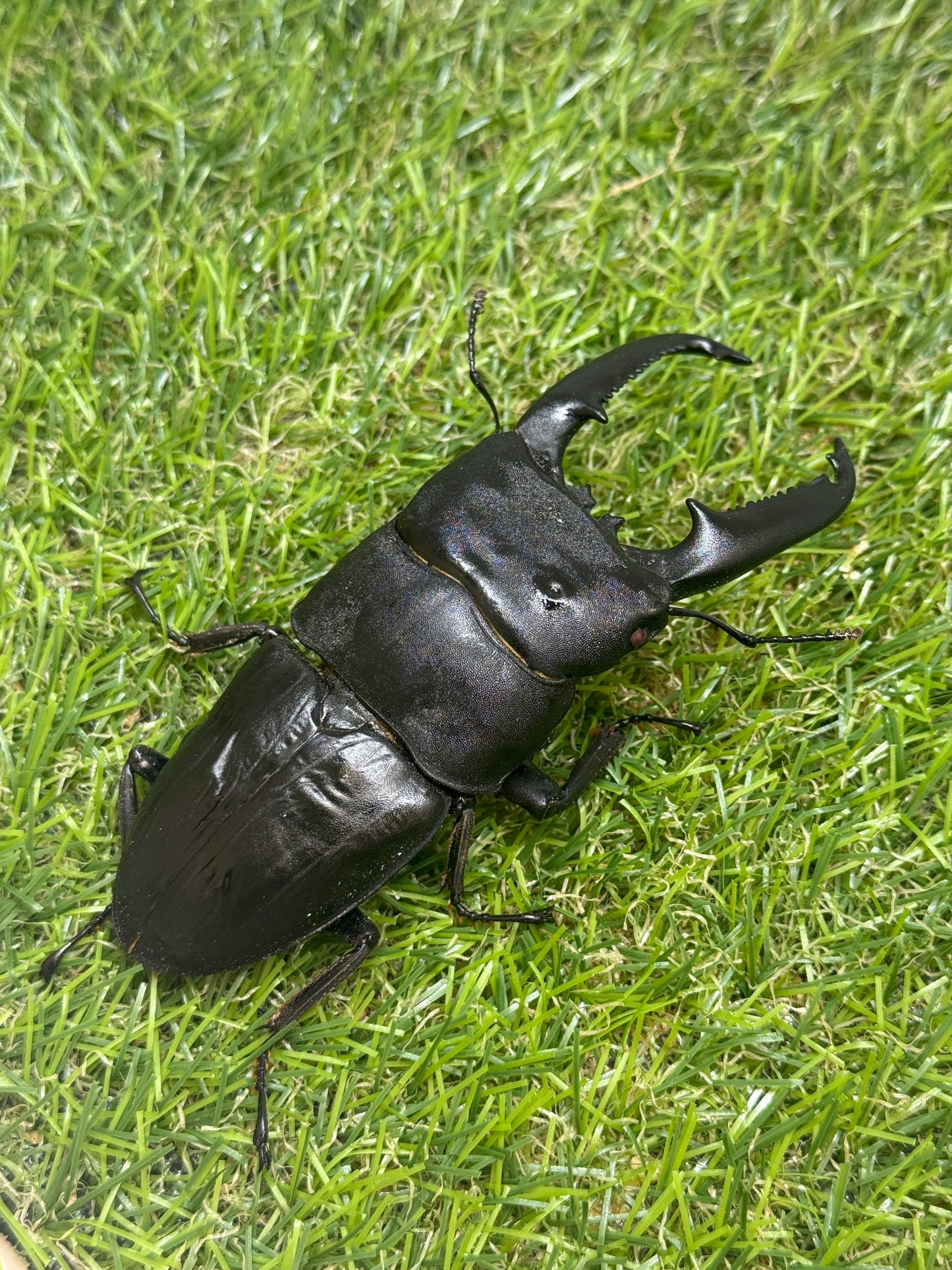 パラワンオオヒラタクワガタ(ピンクアイ血統)♂103.2mm成虫ペア