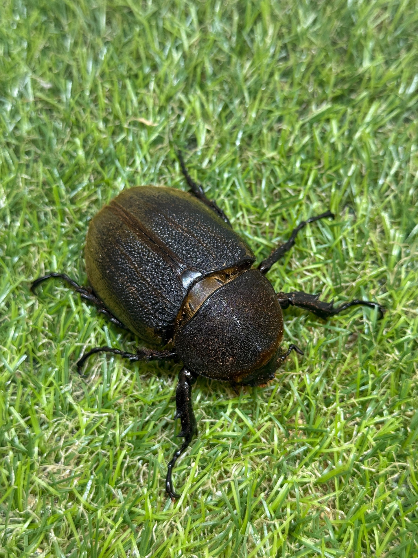 DH･ヘラクレス(極短極太血統)　♂130mm成虫ペア