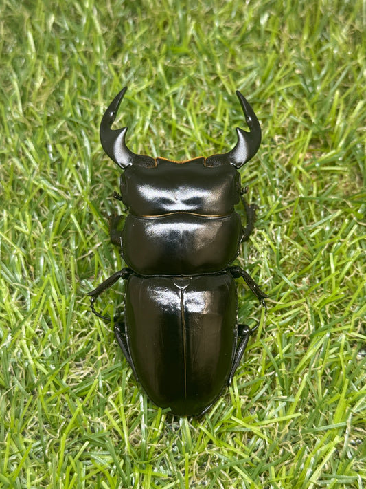 インドアンタエウスオオクワガタ　♂71mm成虫ペア