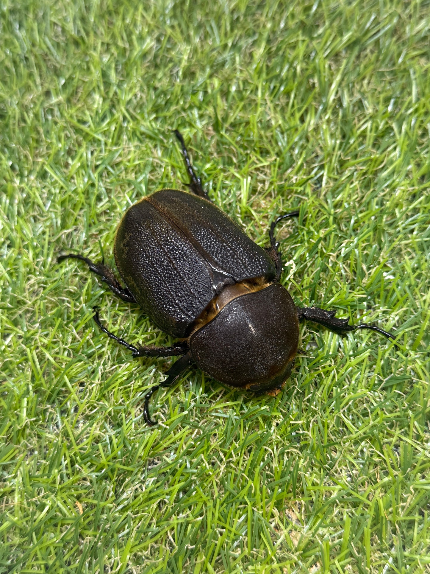 DH･ヘラクレス　♂141mm成虫ペア