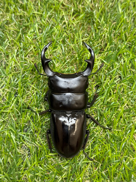 クルビデンスオオクワガタ　♂67mm成虫ペア