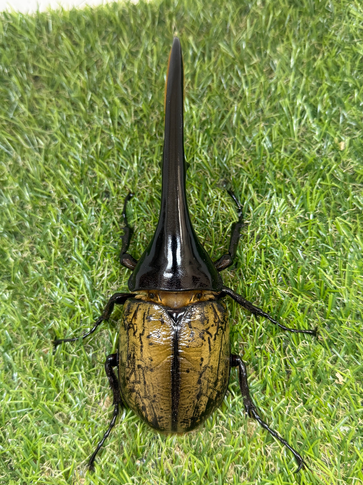 DH･ヘラクレス(大型血統)　♂152mm単品