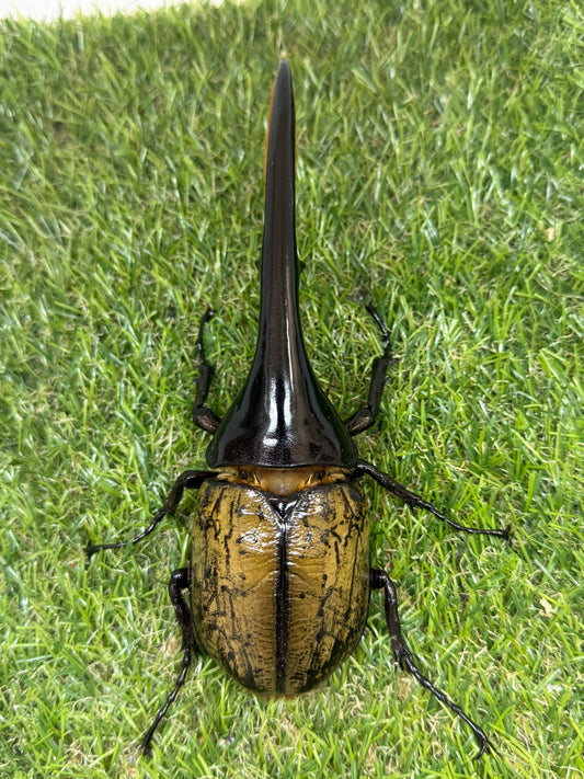 DH･ヘラクレス(大型血統)　♂152mm単品