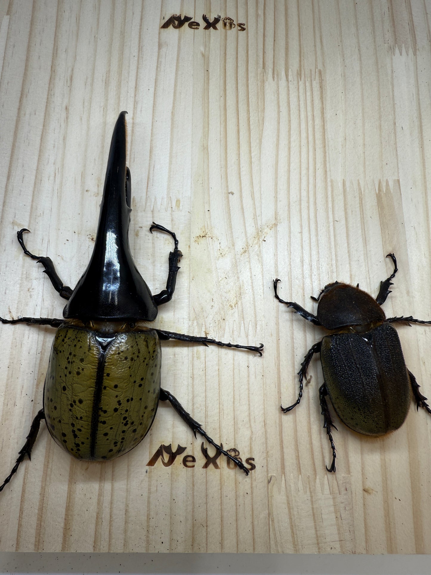 DH･ヘラクレス　♂148mm成虫ペア