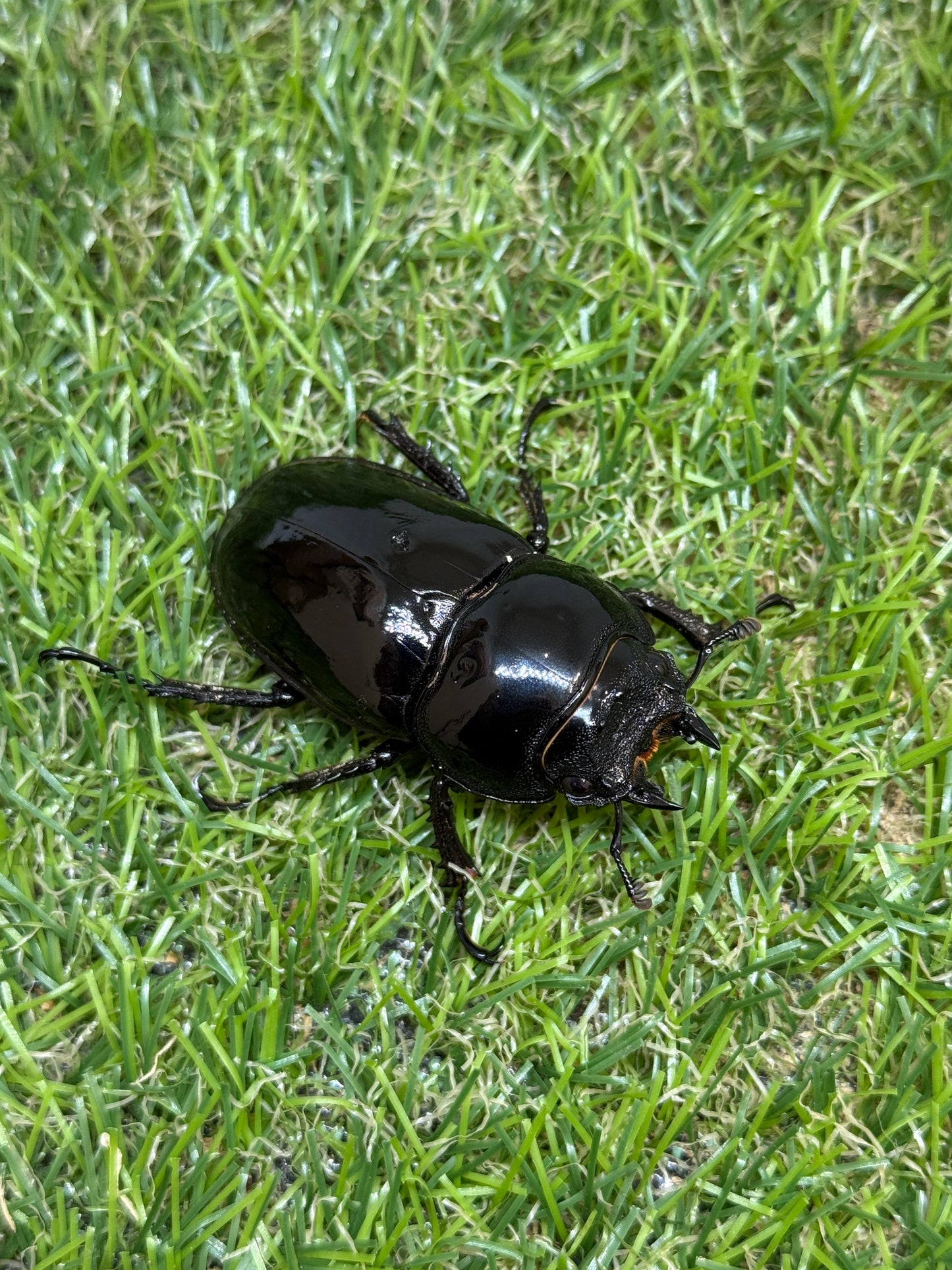 タランドゥスオオツヤクワガタ　♂74mm成虫ペア