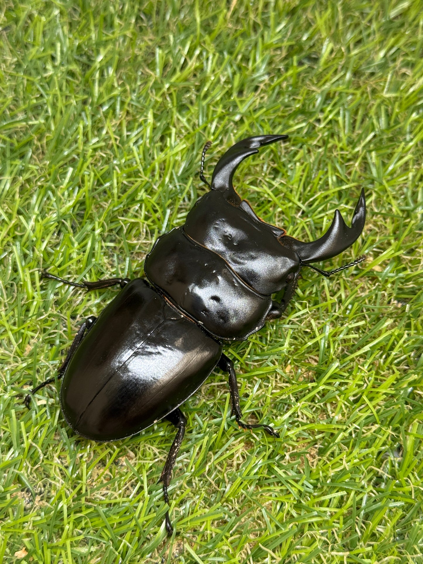 インド アンタエウスオオクワガタ　♂81.5mm成虫ペア