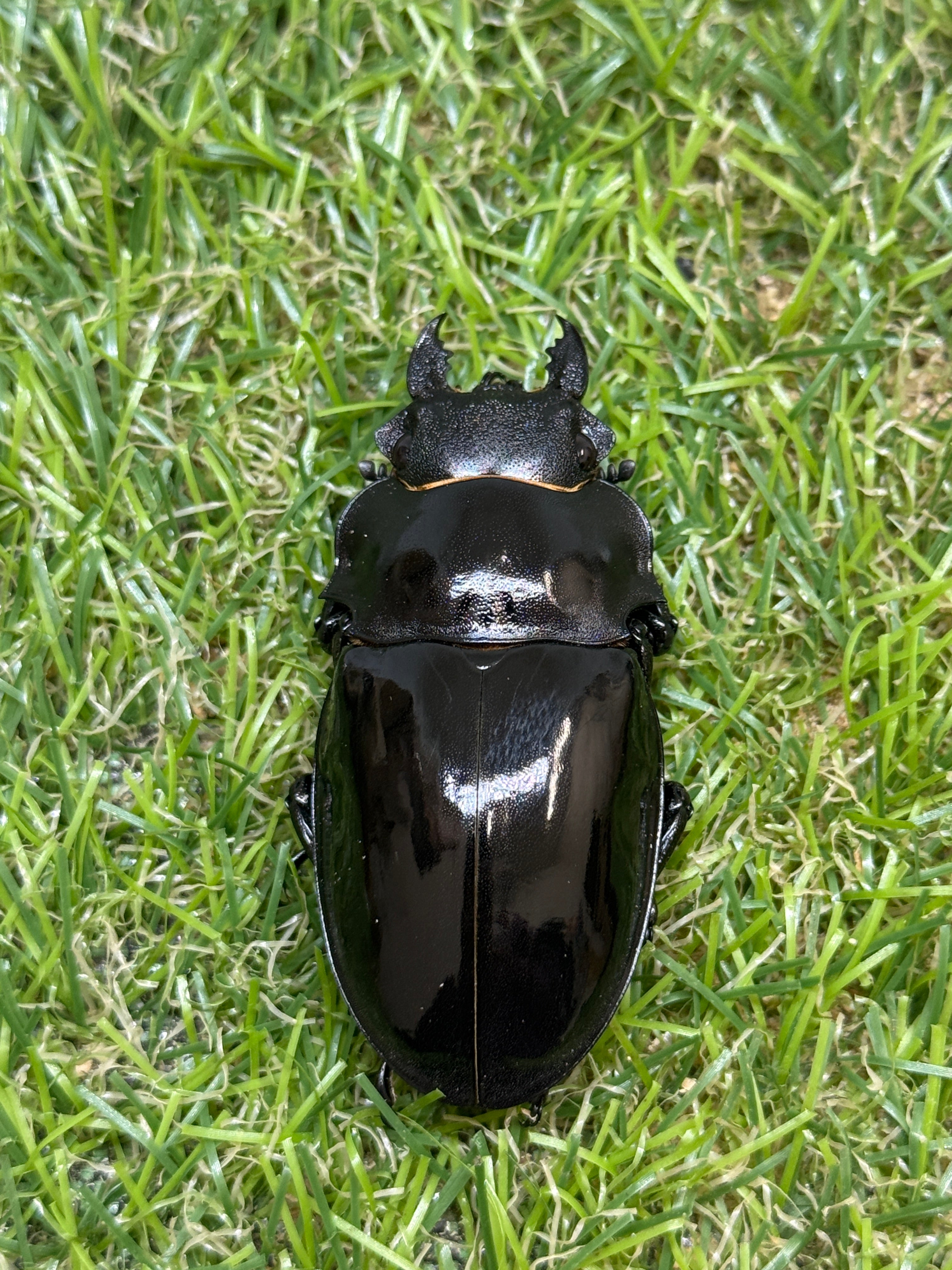 インターメディアツヤクワガタ ♀55.8mm単品 – 昆虫ショップNexus