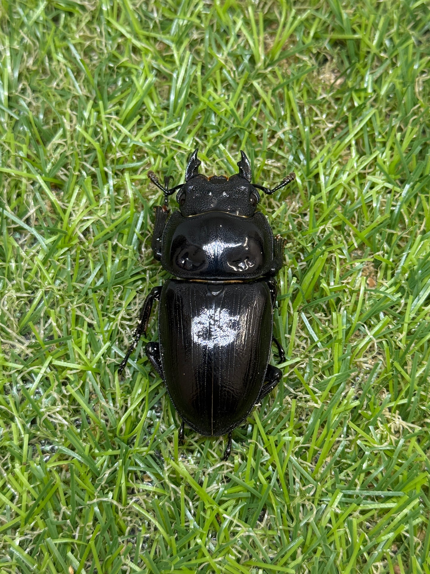 オオクワガタ　阿古谷　♂78mm成虫ペア