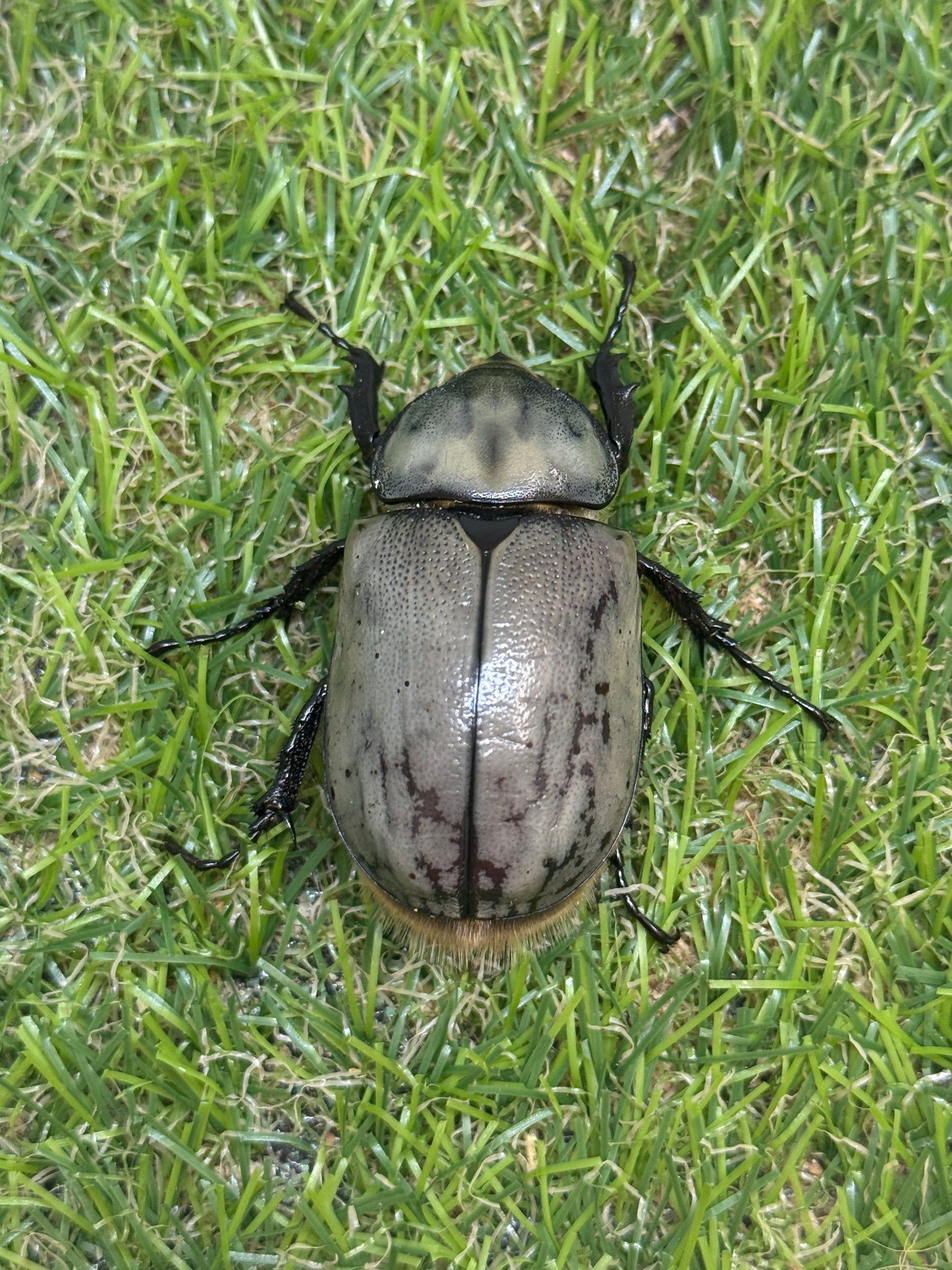 グラントシロカブト　♂69.6mm成虫ペア