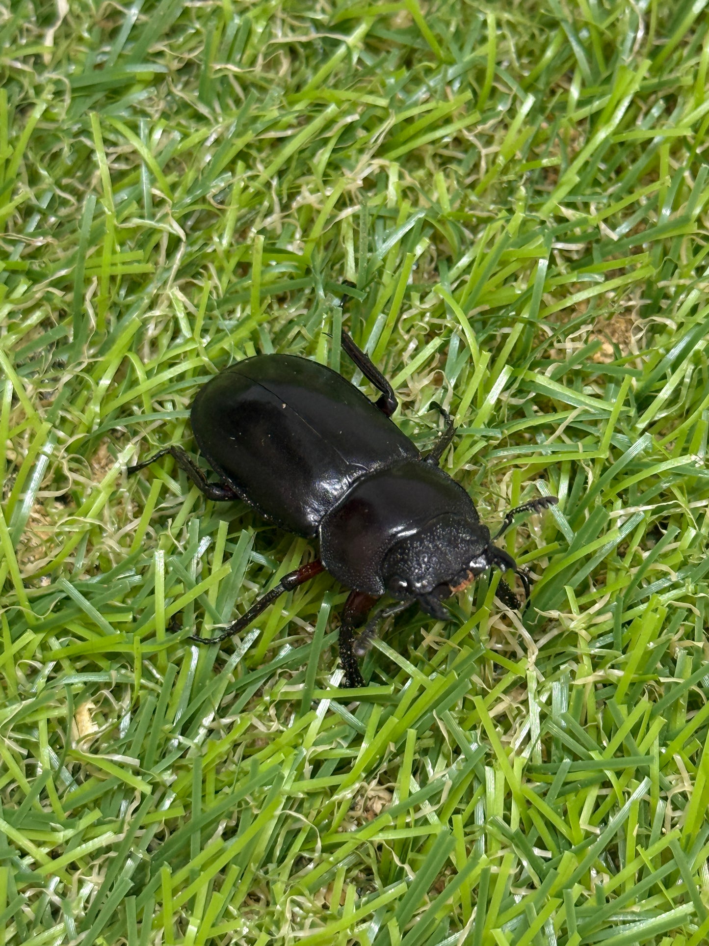ディディエールシカクワガタ　♀32.6mm単品