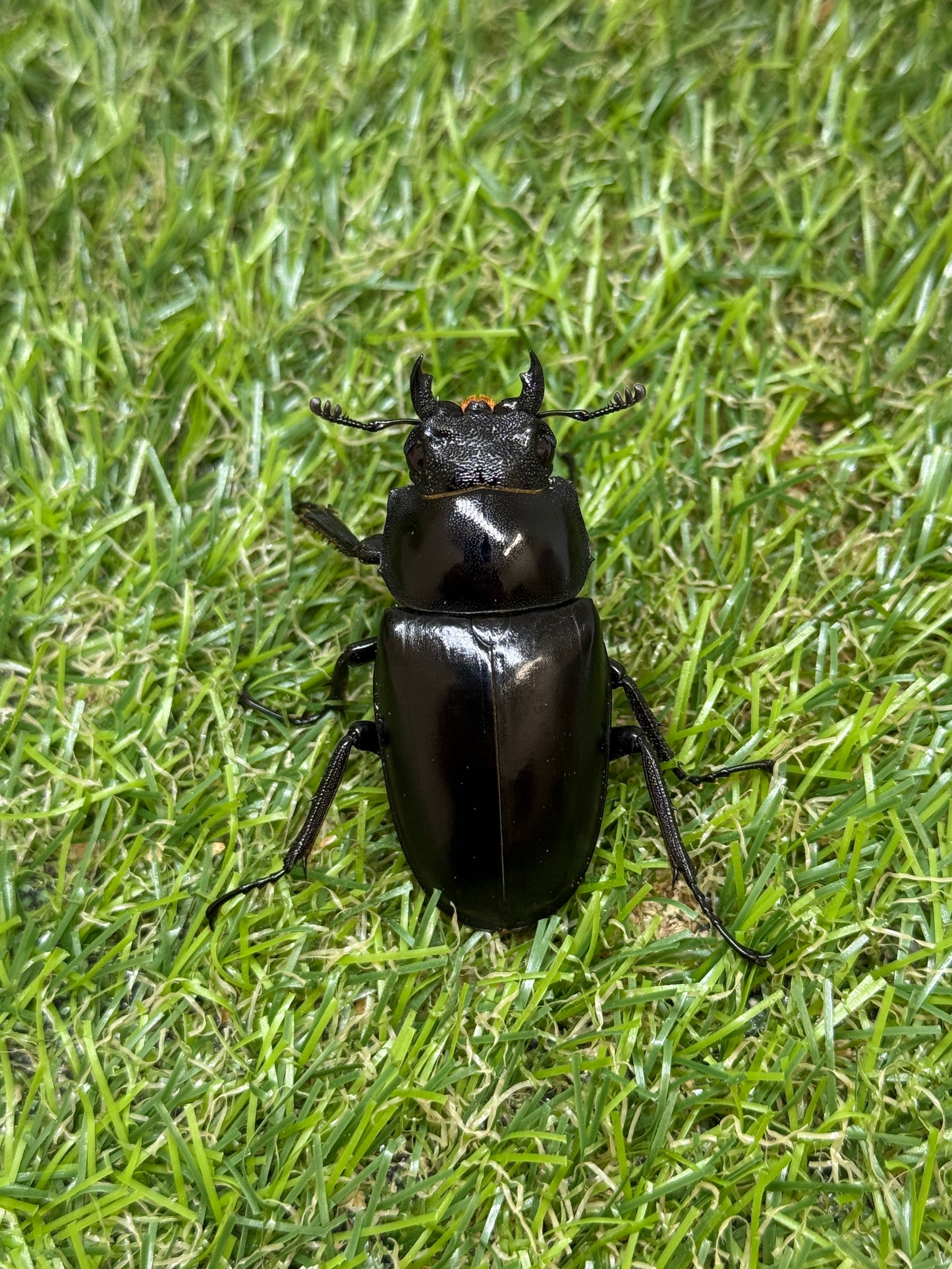ギラファノコギリクワガタ　ケイスケ　♂100.7mm成虫ペア