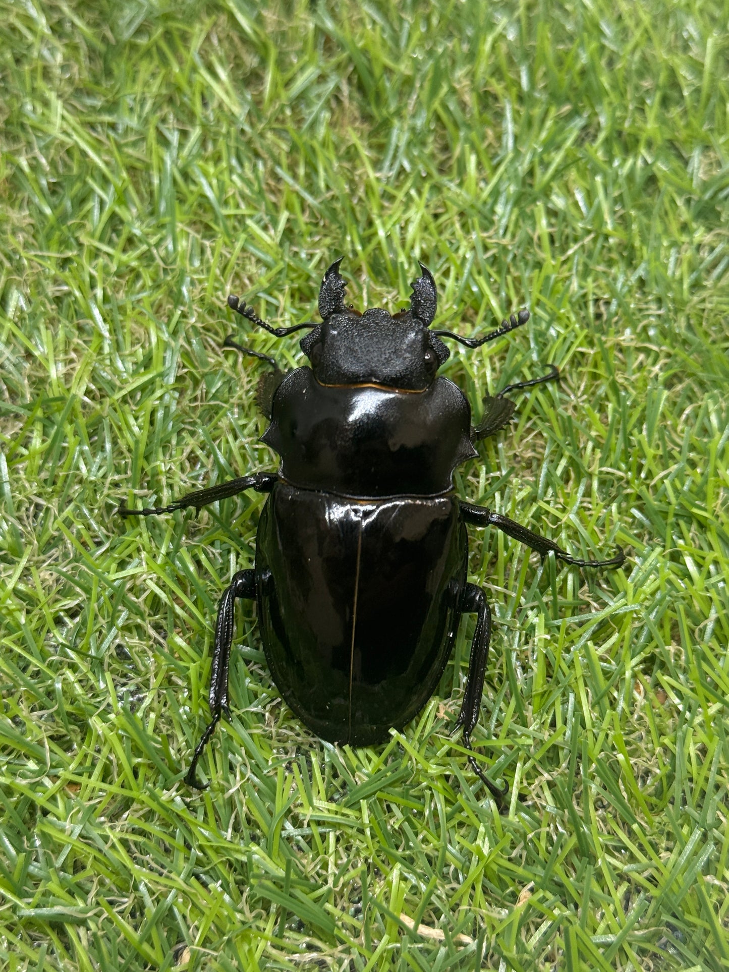 インターメディアツヤクワガタ　♂93.6mm成虫ペア