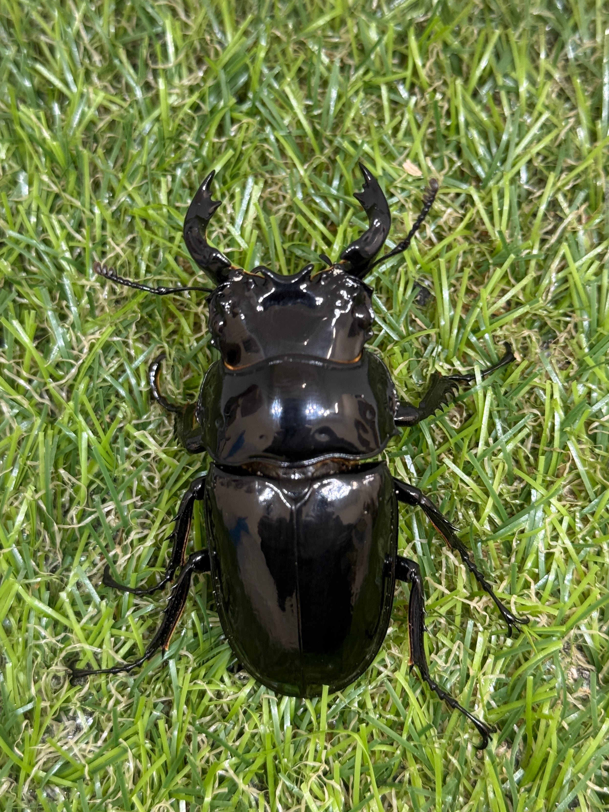 タランドゥスオオツヤクワガタ　♂62mm成虫ペア