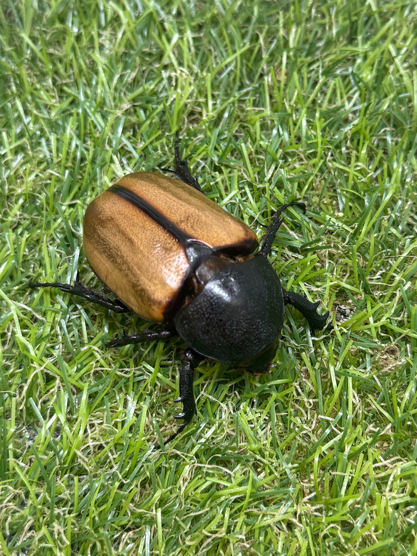 ゴホンヅノカブトWD　♂75mm成虫ペア