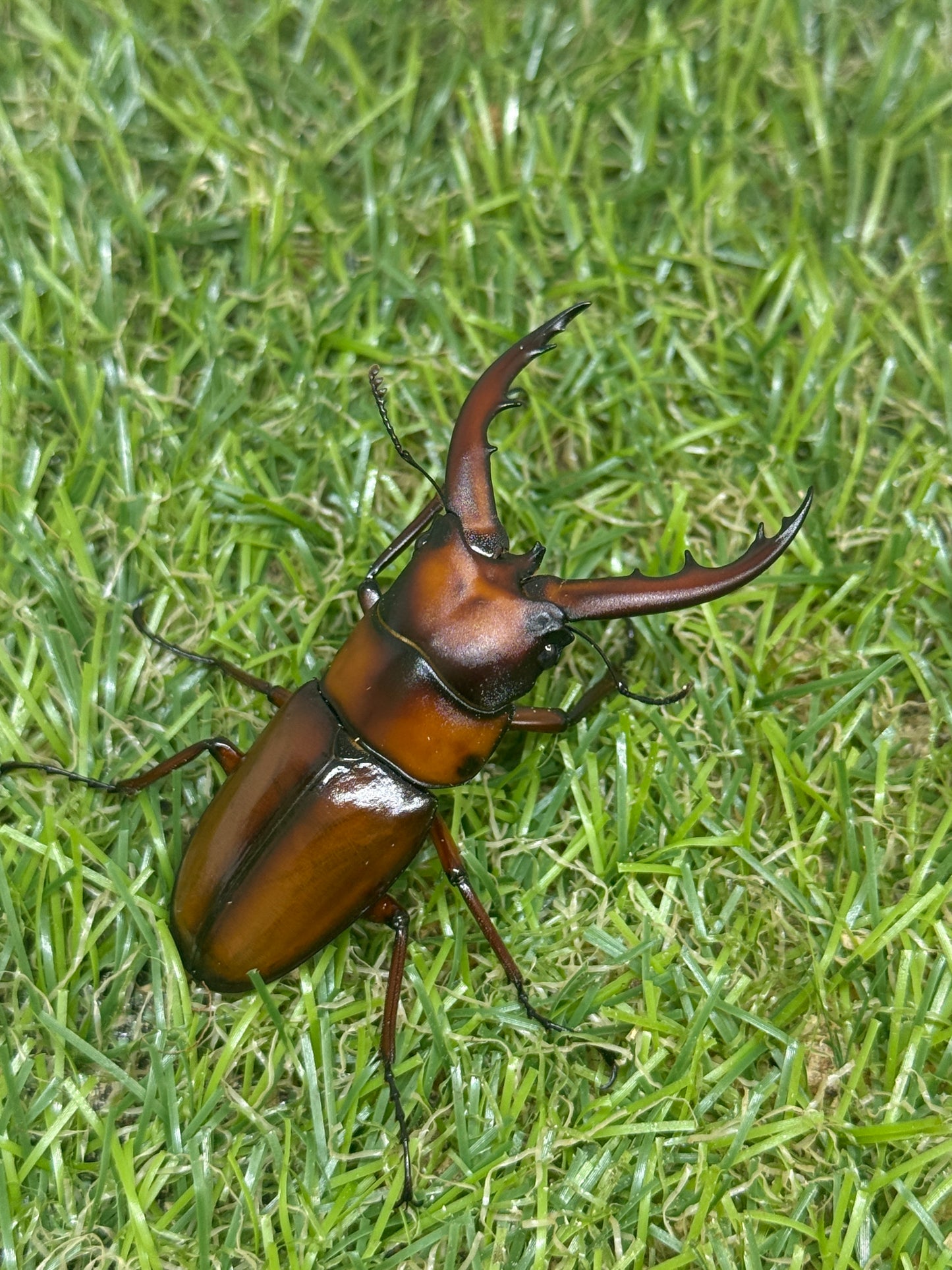 トカラノコギリクワガタ freeサイズ成虫ペア