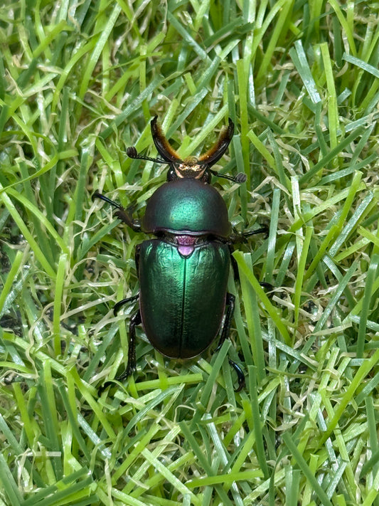 パプアキンイロクワガタ(マジョーラ血統)　freeサイズ成虫ペア