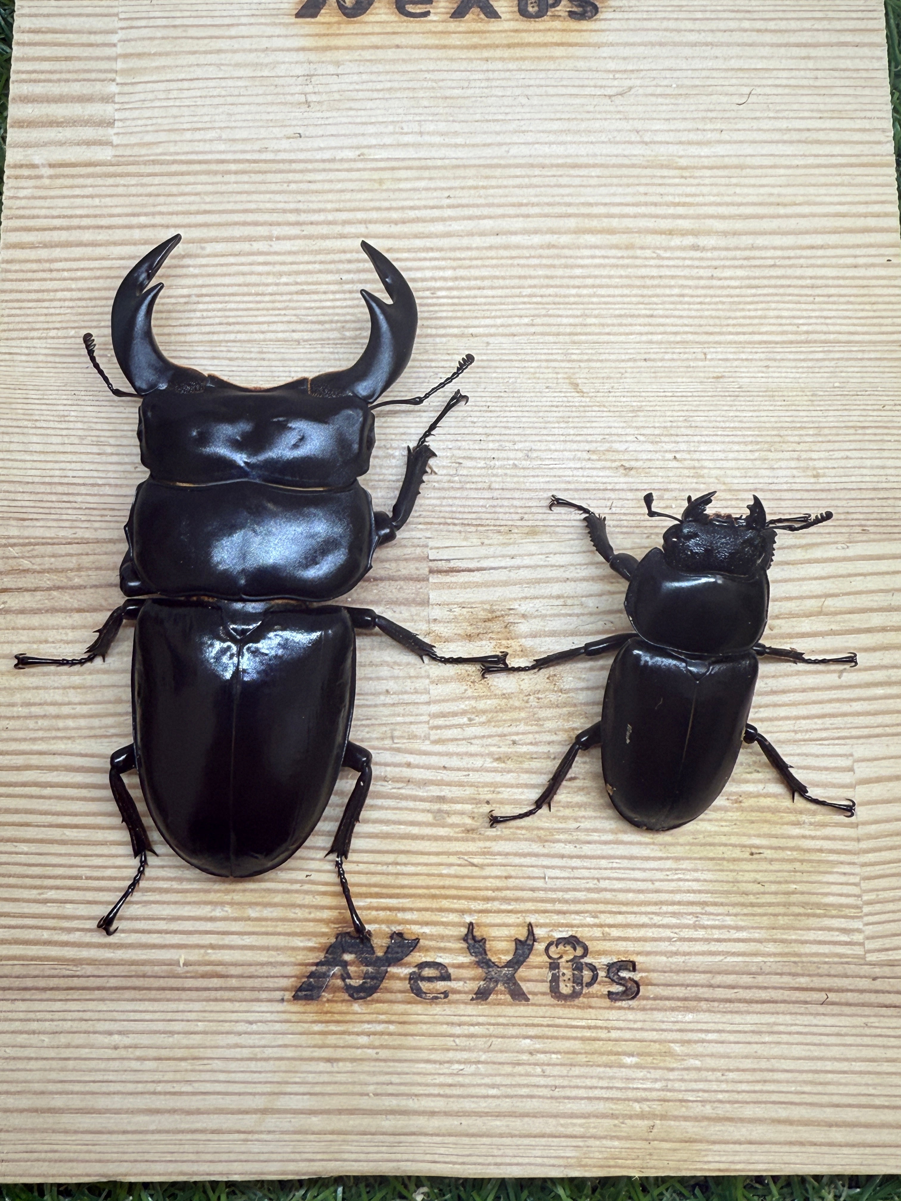 インドアンタエウスオオクワガタ(ガントク) ♂84mm成虫ペア – 昆虫