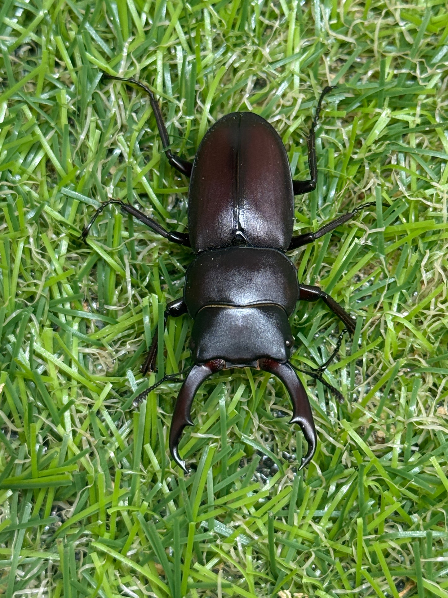 ヤクシマコクワガタ　♂42mm成虫ペア
