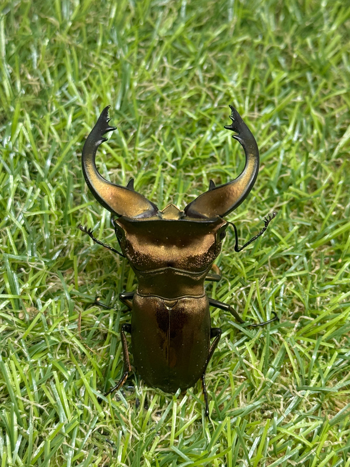 スペキオススホソアカクワガタ　♂58mm成虫ペア