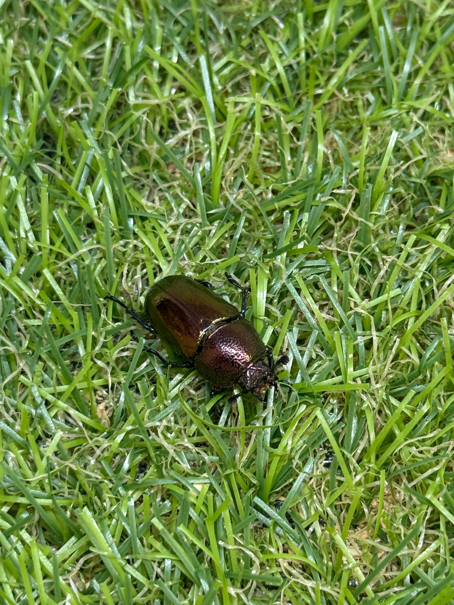 パプアキンイロクワガタ　♂freeサイズ成虫ペア