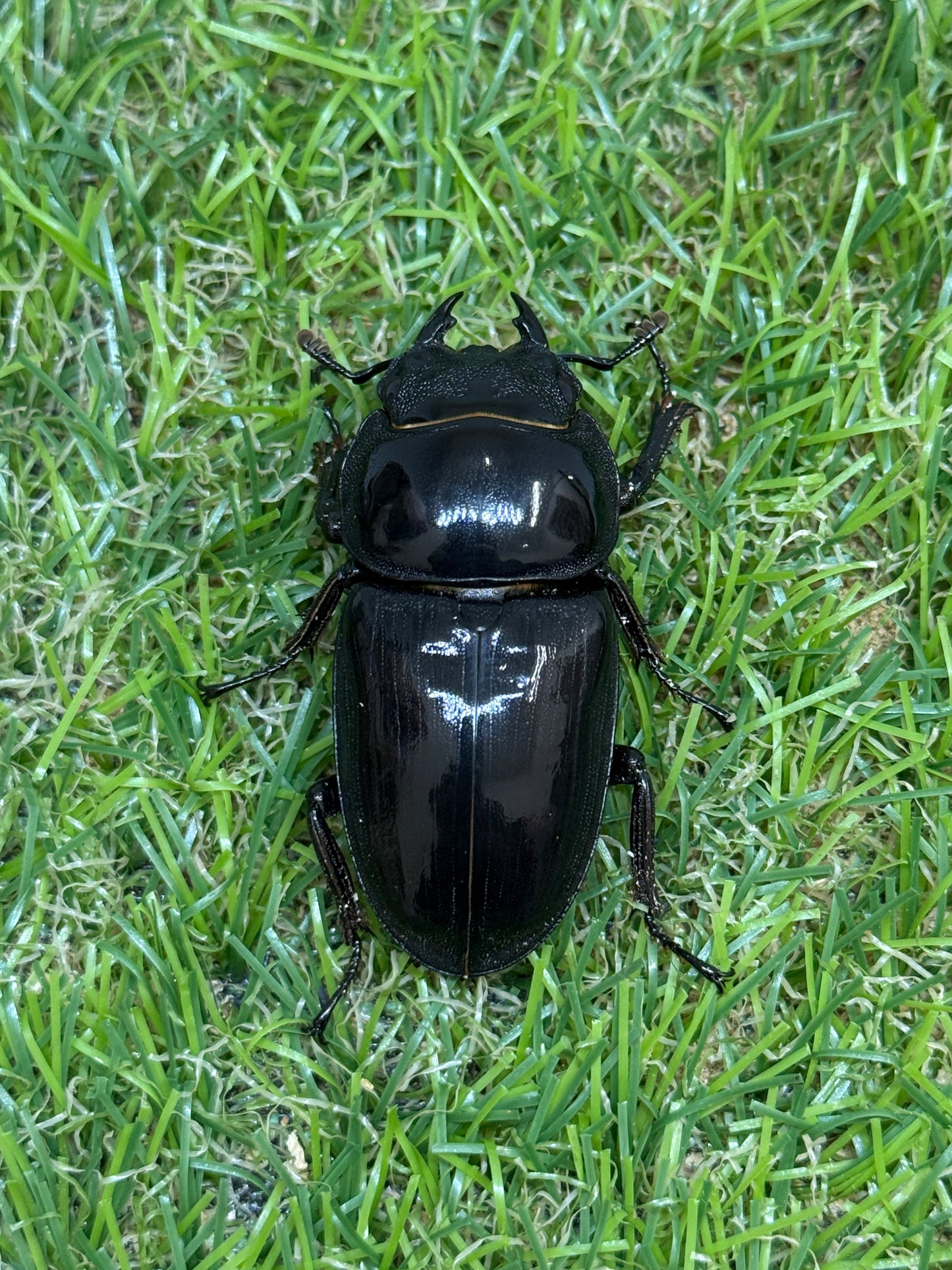 グランディスオオクワガタ　♂59.6mm成虫ペア