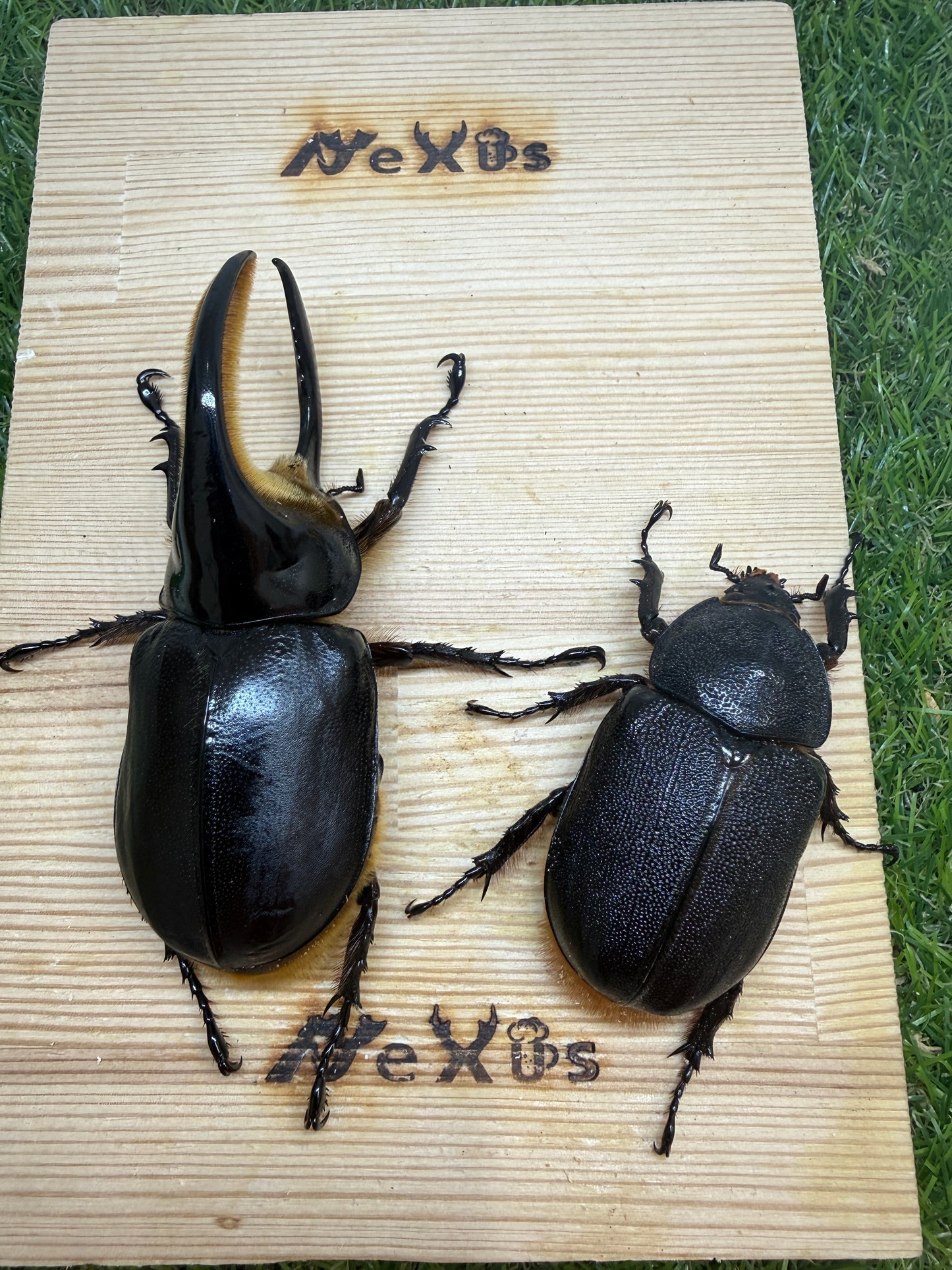 サタンオオカブト　♂92.5mm成虫ペア